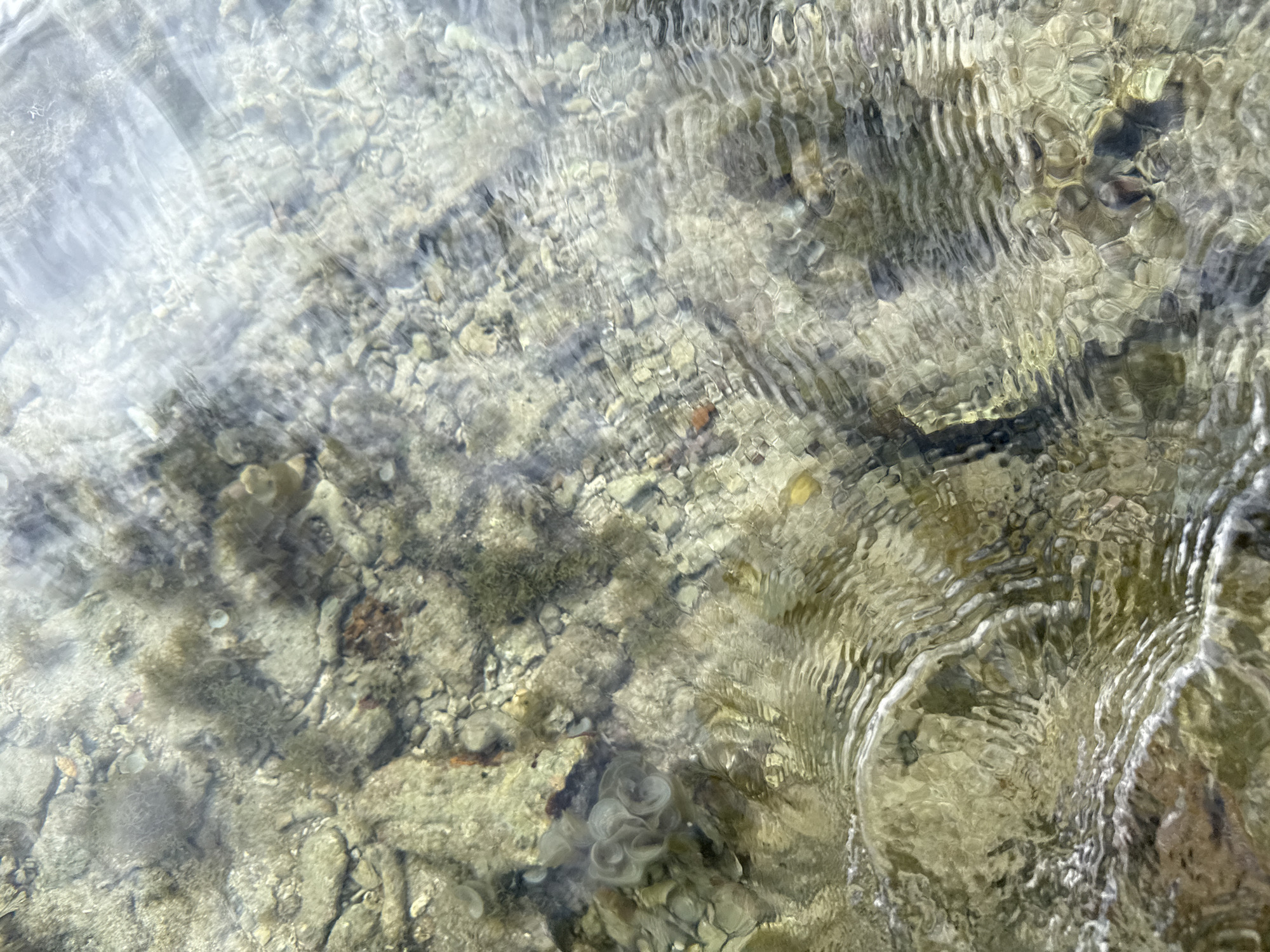 The image depicts a shallow body of water with a rocky, pebble-strewn bottom. The water is clear enough to see the details of the substrate, which is covered in patches of green and brown algae. There are also some small, light-colored objects scattered amongst the rocks, possibly shells or small stones. The surface of the water is disturbed by ripples, creating a distorted and shimmering effect on the underwater scene. Light reflections from the sky are visible on the water's surface, particularly in the upper right portion of the image. No people or distinct man-made objects are visible. The environment suggests a natural aquatic setting, potentially a shallow coastal area or a rocky stream bed, consistent with coastal landscapes like those found near Từ Nham, Vietnam.