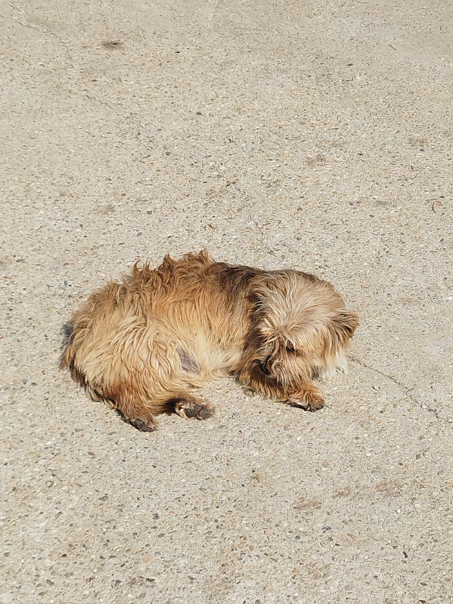 A small, light brown, scruffy-haired dog is lying curled up on a light gray, textured concrete surface. The dog is positioned in the lower-left quadrant of the image, facing towards the right and slightly downwards, with its head tucked towards its body. Its fur appears somewhat matted and tangled. The concrete surface is rough and shows small pebbles and slight discoloration. The lighting suggests it is daytime with sunlight casting shadows. The image does not contain any discernable landmarks or elements that would indicate a specific location within Bucharest, Romania.