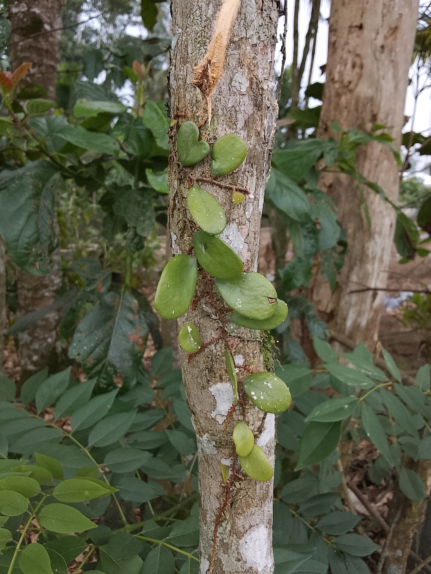 A close-up, eye-level shot captures a tree trunk in Padang Dalom, Indonesia, adorned with a climbing vine bearing heart-shaped, green leaves. The vine, with its delicate tendrils, ascends the textured bark, creating an organic pattern against the rough surface. The background is a blur of lush green foliage and other tree trunks, suggesting a natural, possibly forested, environment. The lighting is soft, diffused, and natural, indicating it might be daytime with overcast skies or deep shade. No people are present in the frame. The image focuses on the intricate details of the vine and its symbiotic relationship with the tree.