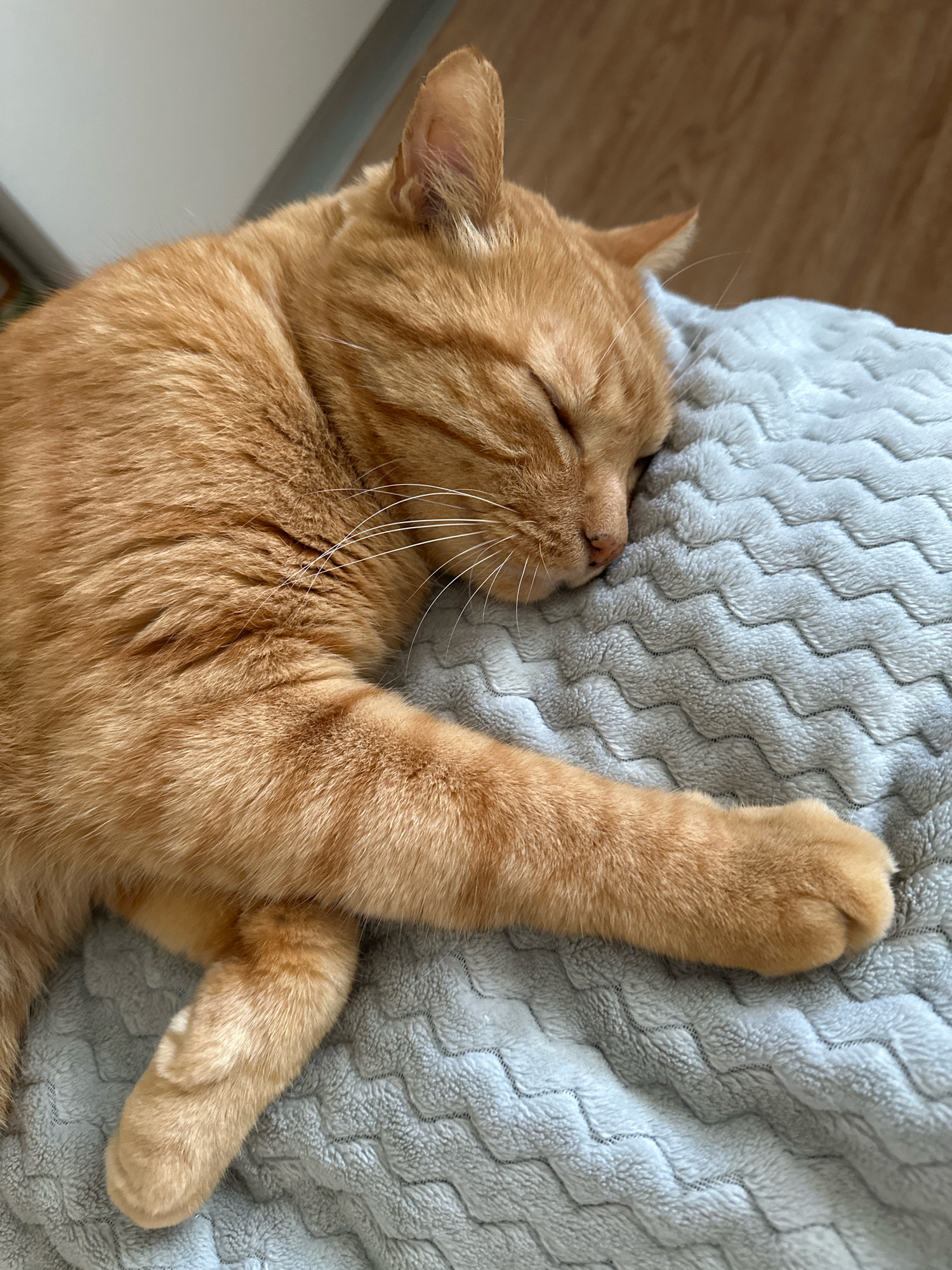 An orange tabby cat is sleeping peacefully on a gray, textured blanket. The cat's eyes are closed, and its head is resting on its paws. Its fur is a warm orange color, with darker tabby markings visible on its body. The blanket has a distinctive wavy pattern. The background is slightly blurred, showing a hint of a wooden floor and a light-colored wall. The scene is tranquil and cozy, suggesting a domestic setting. There is no indication of the location being Stavropol, Russia; this information is not ascertainable from the image.