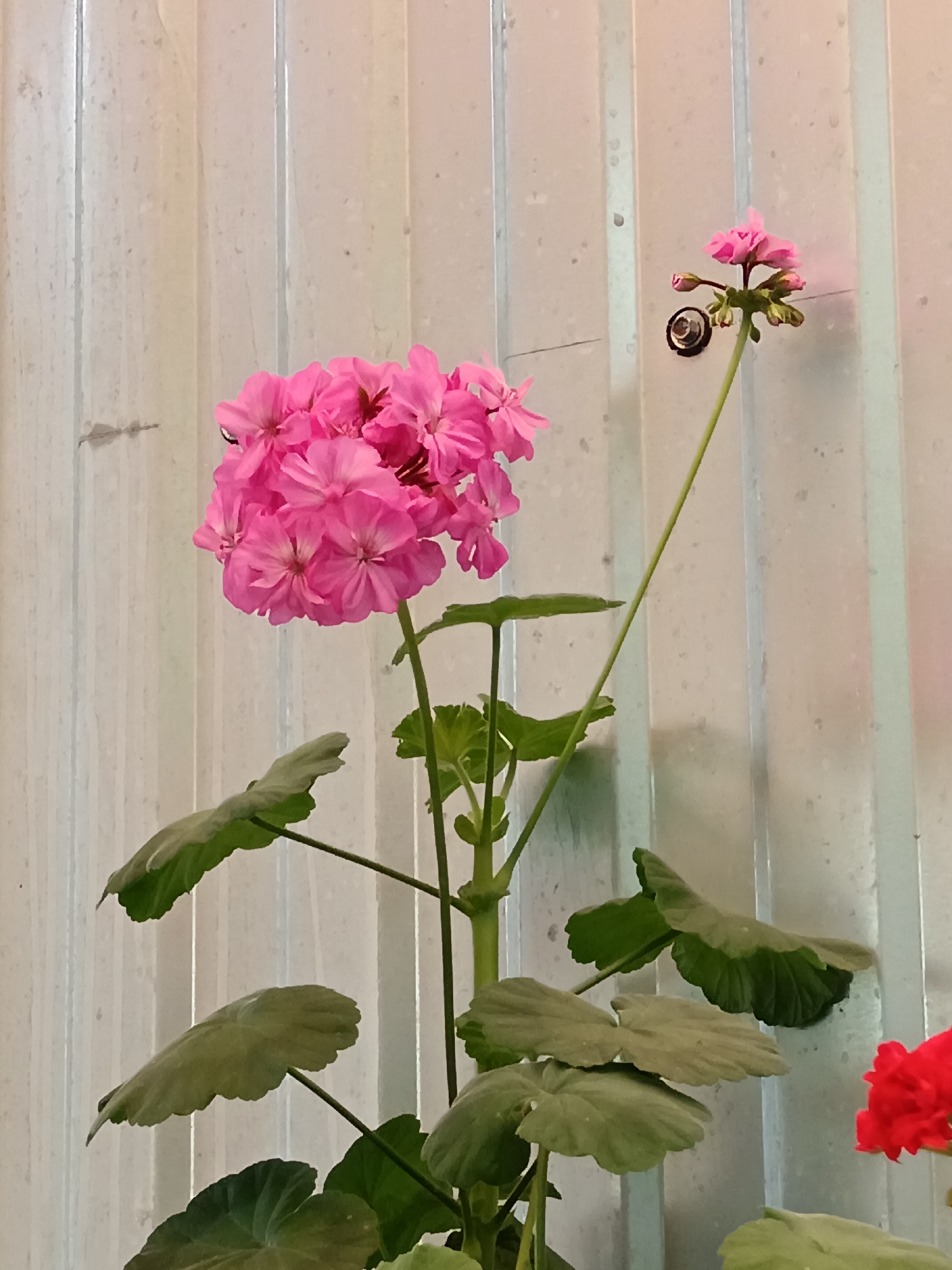 A close-up, medium shot captures a cluster of vibrant pink geranium flowers against a pale, ribbed vertical background, possibly a wall or a large shutter. The flowers are the focal point, with their petals unfurling in full bloom. One delicate stem extends upwards, bearing a smaller cluster of pink buds and a single open flower, on which a tiny snail with a dark shell is visible. The plant's large, green leaves are spread out, some in sharp focus, others slightly blurred, adding depth to the composition. A small portion of a red geranium is visible in the lower right corner of the frame, hinting at a larger floral arrangement. The lighting is soft, creating subtle shadows and highlighting the textures of the petals and leaves. The overall impression is one of domestic tranquility, suggesting a home or garden setting within the city of Sorochinsk, Russia.
