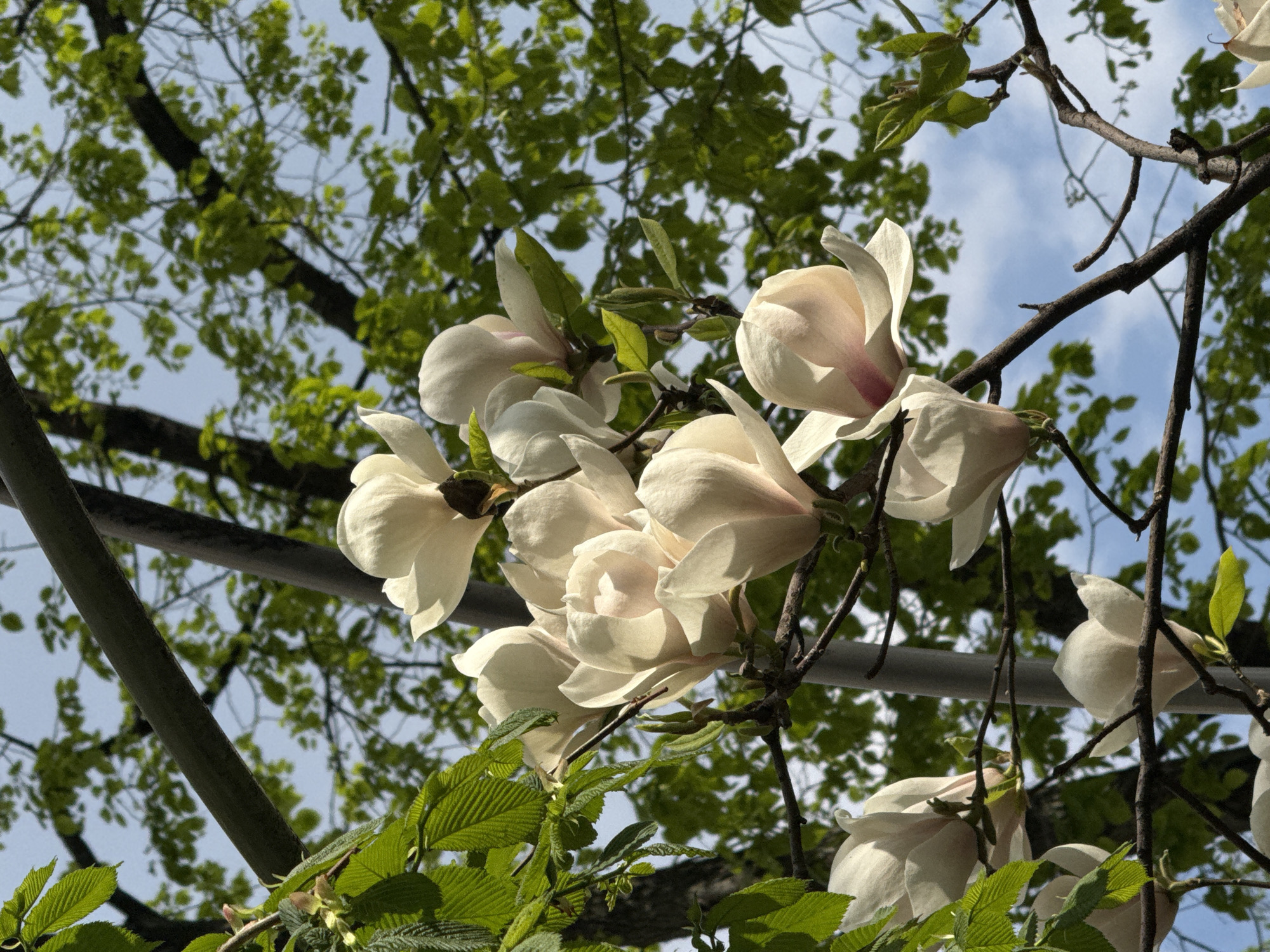 The image captures a cluster of white magnolia flowers in full bloom against a backdrop of tree branches with green leaves and a partially visible blue sky. The flowers exhibit delicate, slightly pinkish hues towards the base of their petals. The foliage consists of both fresh green leaves and older, darker branches, suggesting a tree in the midst of spring growth. The setting is outdoors, likely in a city park or garden, but the specific location in the city of Unknown, Unknown, cannot be determined.