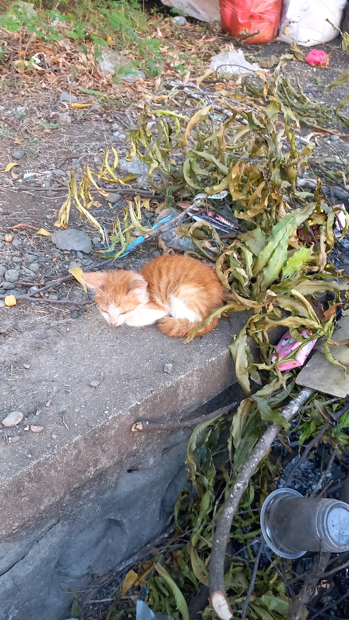 An orange and white kitten sleeps curled up on a concrete curb. The kitten is in focus, while the background is out of focus and shows a cluttered environment with dry leaves, twigs, and some plastic debris. The overall scene suggests an outdoor, possibly urban, setting. There are no humans or visible human interactions in the image. The location in the city of Sabe, Indonesia, is not discernible from the image itself, but is provided as context.