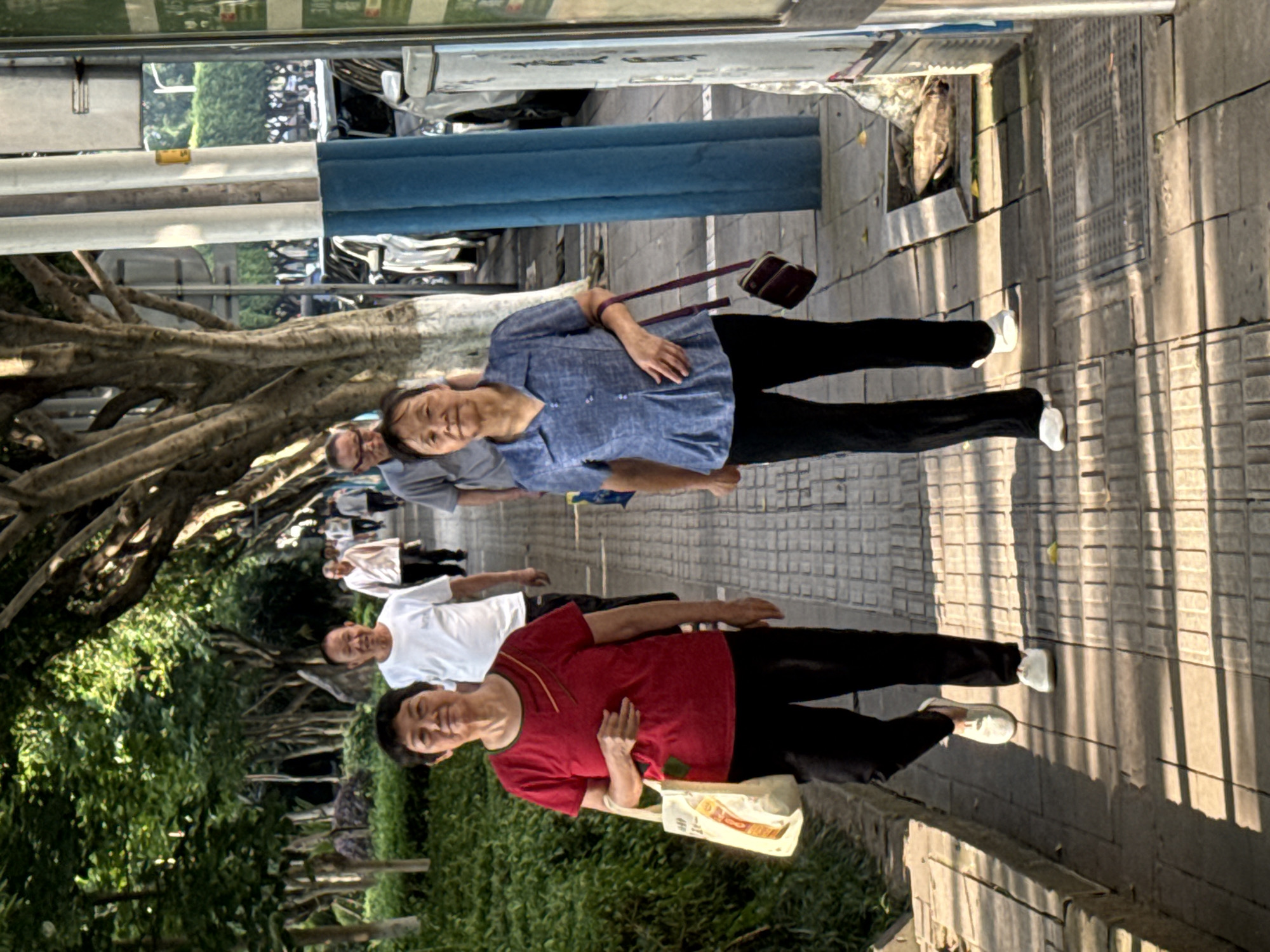 The image, set in Jiangjin, China, captures a group of older adults walking along a sun-drenched, tree-lined sidewalk. The scene depicts subjects moving from left to right across a textured gray pavement.
In the foreground, an older woman with a short hairstyle, wearing a red short-sleeved shirt and black pants, smiles while carrying a light-colored reusable shopping bag with faint red text. She wears white slip-on shoes. Immediately behind her, another older woman in a light blue patterned long-sleeved shirt and black pants walks with a gentle smile, carrying a small, dark brown rectangular case with a shoulder strap, possibly for a musical instrument like an erhu. Her white shoes are also visible. Behind these two, an older man in a grey polo shirt also smiles. Further down the path, several other individuals, mostly older, are visible, some dressed in white tops, continuing the line.
The sidewalk features distinct square and linear patterns, with several metal grates integrated into its surface. Long, sharp shadows cast across the path by unseen objects and the surrounding trees indicate bright sunlight, suggesting either morning or late afternoon. On the left side of the path, large trees with prominent, exposed roots create a natural canopy, contributing to a lush green environment. Beyond the trees and in the background, elements like a blue and white roadside barrier and hints of urban structures suggest a public area, possibly a park or a main thoroughfare. The overall atmosphere appears calm and social, reflecting a leisurely outdoor activity. No explicit text is clearly legible beyond the faint markings on the bag.