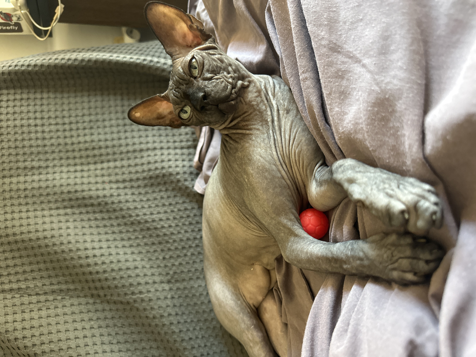 The image shows a close-up of a hairless cat, likely a Sphynx, lying on its side. The cat is grey and has distinctive wrinkled skin and large ears. It is nestled amongst soft, light purple fabric, which is draped around its body. In front of the cat, partially obscured by its paws, is a small, bright red ball. The cat's eyes are open and appear to be looking towards the viewer with a curious expression. Its paws are resting on the fabric, with one paw holding the red ball.
To the left of the cat, a textured grey surface is visible, possibly a couch or blanket with a checkered pattern. In the upper left corner of the image, out of focus, there are some electronic devices and wires. One object has the word "Firefly" printed on it in white text.
The lighting suggests it is daytime, and there are no obvious weather cues. The setting appears to be indoors, likely a home environment. The overall mood of the image is relaxed and intimate, focusing on the cat and its toy. The location context provided is Budva, Montenegro, though no specific visual cues within the image confirm this location.