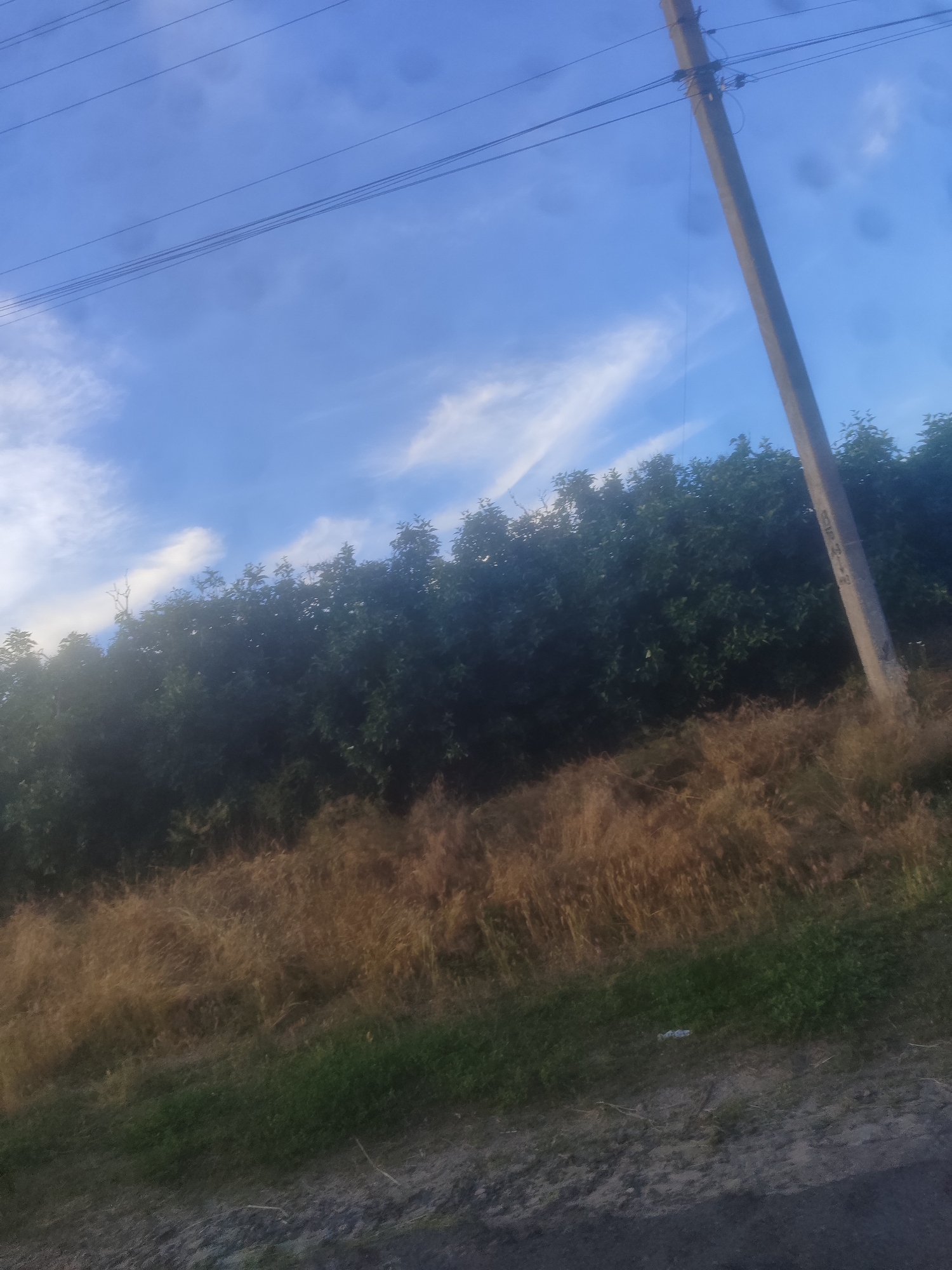 The media file is a photograph of an outdoor scene. The primary subjects are a utility pole and a dense line of trees. The utility pole is tall, made of concrete, and stands on the right side of the frame, angling upwards into the sky. It has wires attached to it, which extend across the top of the image, disappearing to the left. The trees form a dark, leafy barrier across the middle ground of the photograph. In front of the trees, and extending to the foreground, is an area of dry, golden-brown grass, interspersed with some patches of greener vegetation near the bottom.
The sky is a clear blue with wispy white clouds, suggesting it is daytime, likely late afternoon or early morning given the angle of light and shadows, though this is not definitively indicated. The weather appears fair. The scene is rural or semi-rural, indicated by the presence of the utility pole and the natural landscape. There are no people visible in the image. No text is discernible in the photograph.