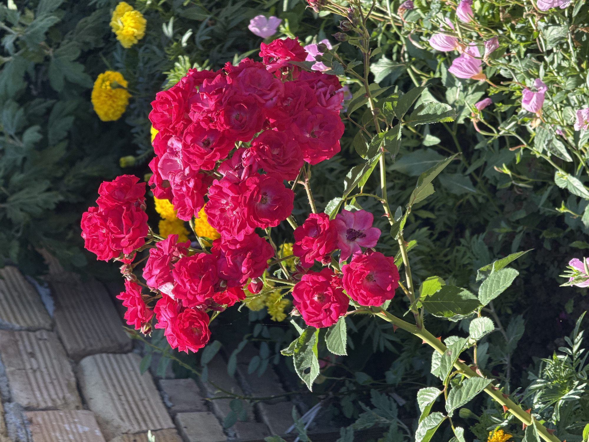 A close-up shot captures a cluster of vibrant fuchsia-colored roses in bloom, their delicate petals forming intricate patterns. The roses are attached to a thorny stem, its green surface dotted with sharp, reddish-brown thorns. Accompanying the roses are numerous green leaves, some showing signs of wear with small holes. In the background, out-of-focus yellow marigolds add splashes of color, and hints of a weathered brick wall are visible on the left side of the frame. The overall scene depicts a garden setting, likely in Konop, Bulgaria, bathed in natural daylight.
