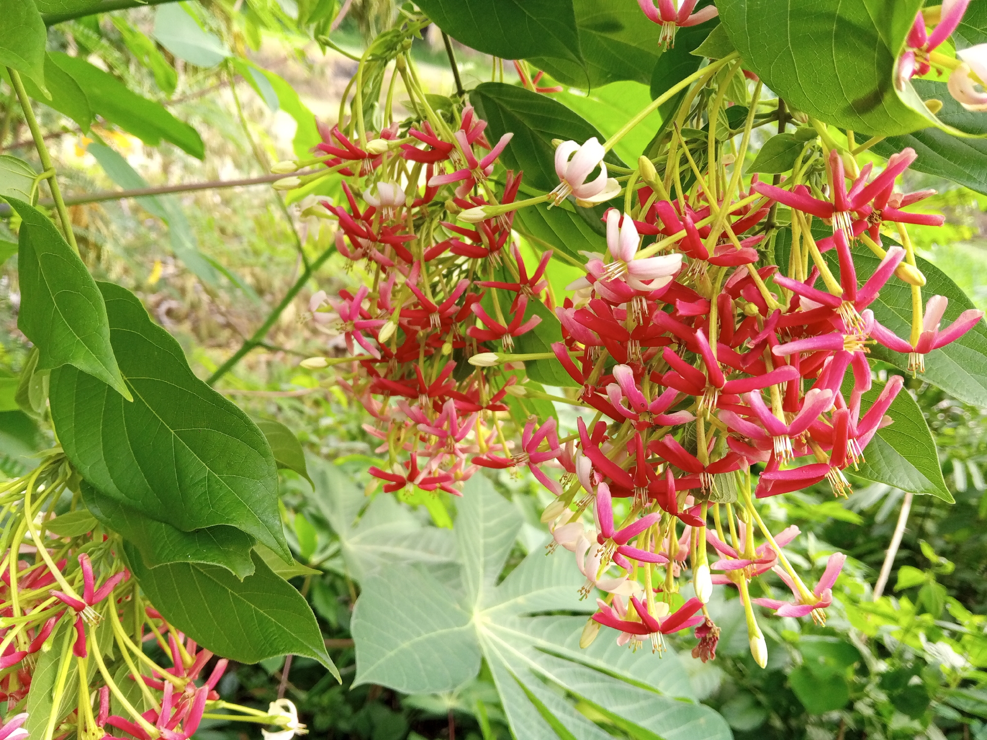 The image depicts a close-up view of a flowering plant. The plant features clusters of vibrant red and pink, star-shaped flowers with long, slender, pale green stems. The flowers are interspersed with large, green leaves, some with a rounded shape and prominent veins. The background reveals a blurred, lush green environment, suggesting a natural setting. Based on the implied location of Uteunreutoh, Indonesia, the image is likely taken in a tropical or subtropical region. The scene is bright and well-lit, indicative of daytime. There are no visible people, animals, or signs of human activity beyond the presence of the cultivated or wild-growing plant.