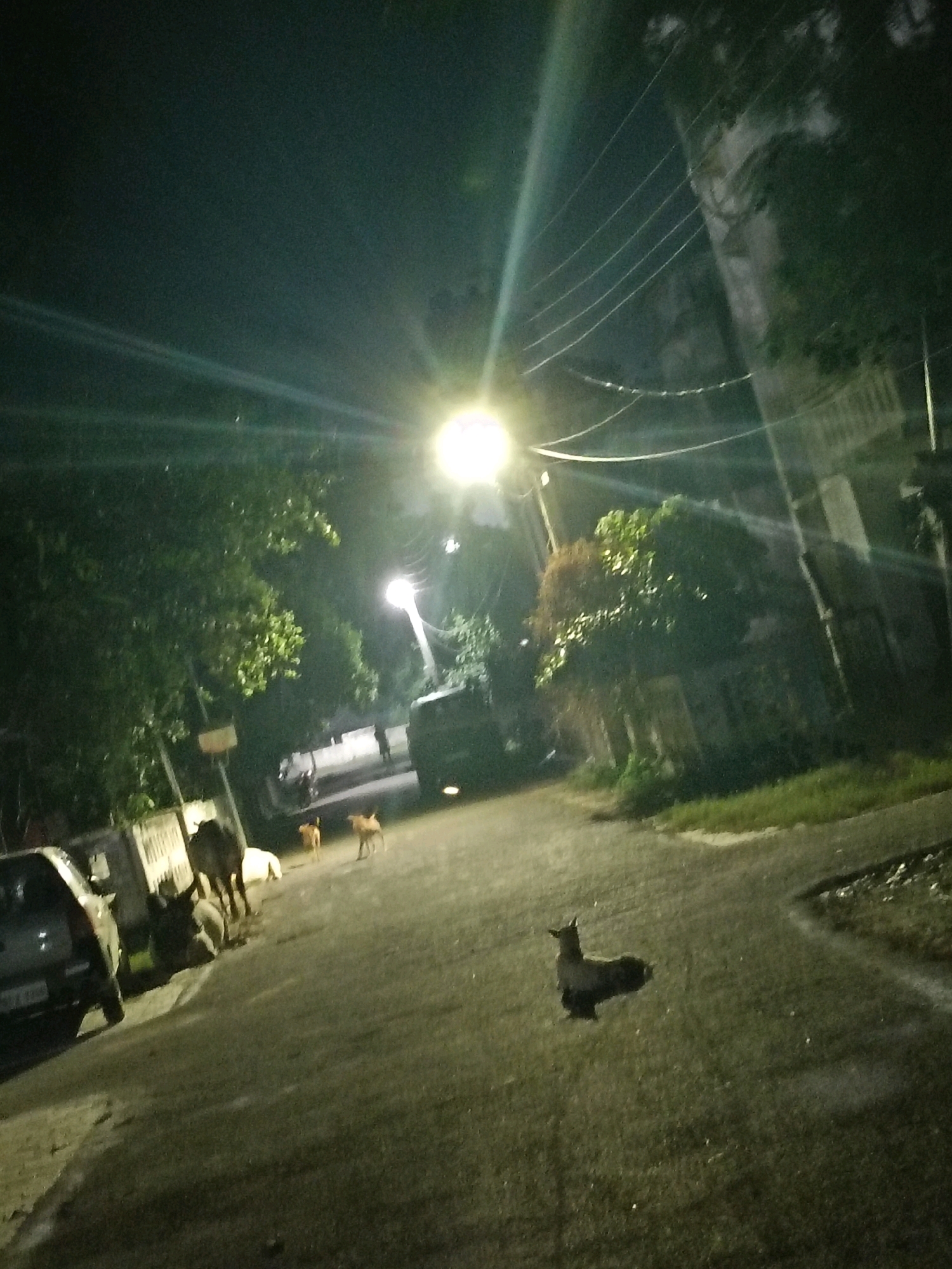 A nighttime street scene in Siswa Village, Bhinga, India, is illuminated by a bright streetlight casting long shadows and lens flares. Several animals, including what appear to be cows and dogs, are present on the asphalt road and sidewalk. A dark-colored car is parked on the left side of the road. In the background, a truck is visible, and a few indistinct human figures can be seen. Trees and utility poles with overhead wires line the street. The overall lighting is dim, with high contrast due to the artificial light source.