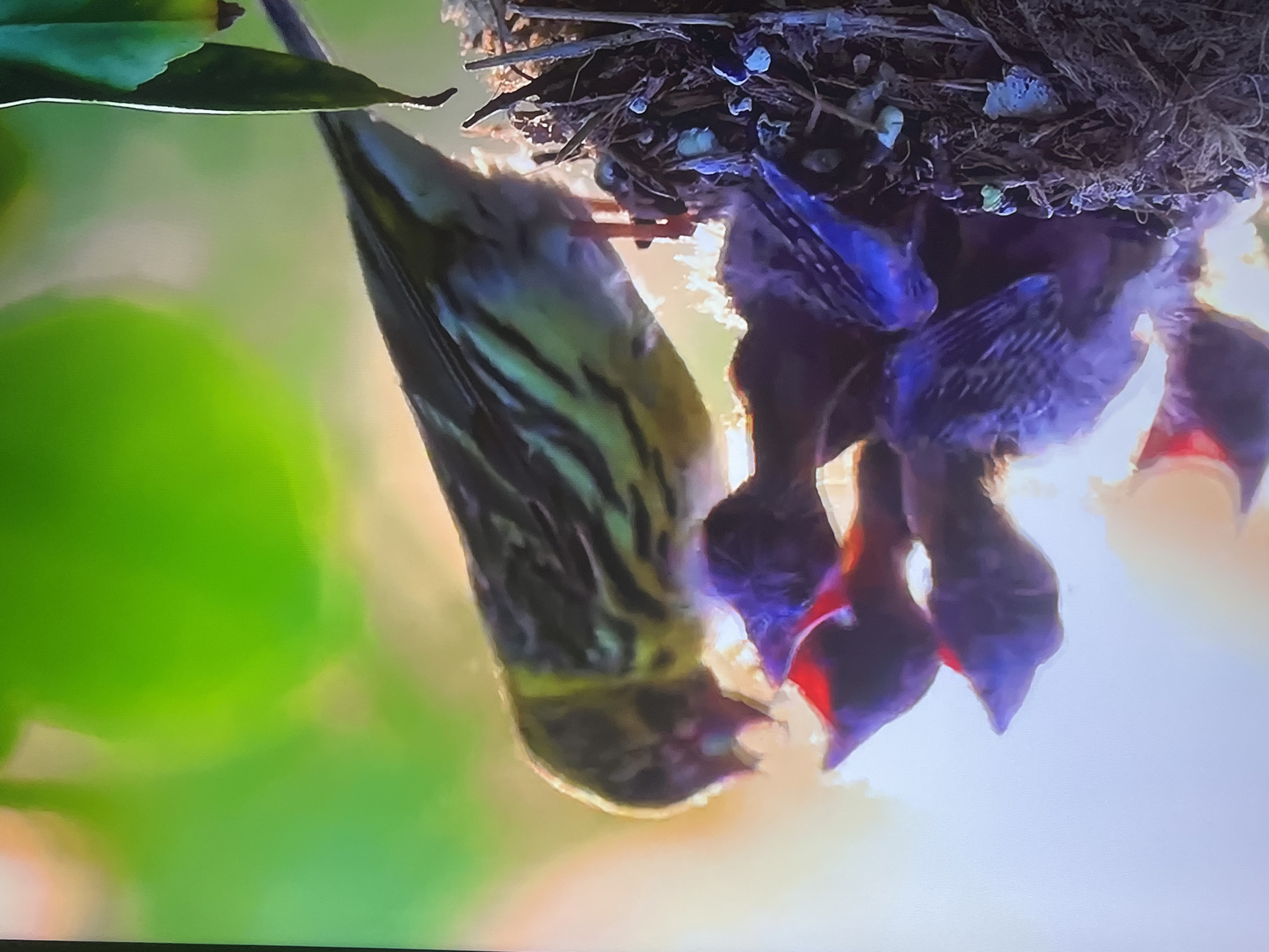 In a bird's nest, a mother bird is feeding her chicks. The chicks are young and have their mouths open, waiting to be fed. The mother bird has food in her beak and is about to give it to one of the chicks. The nest is made of twigs and other natural materials and is lined with soft material. The background is blurred and out of focus, but it appears to be a natural environment with green foliage and a bright sky.