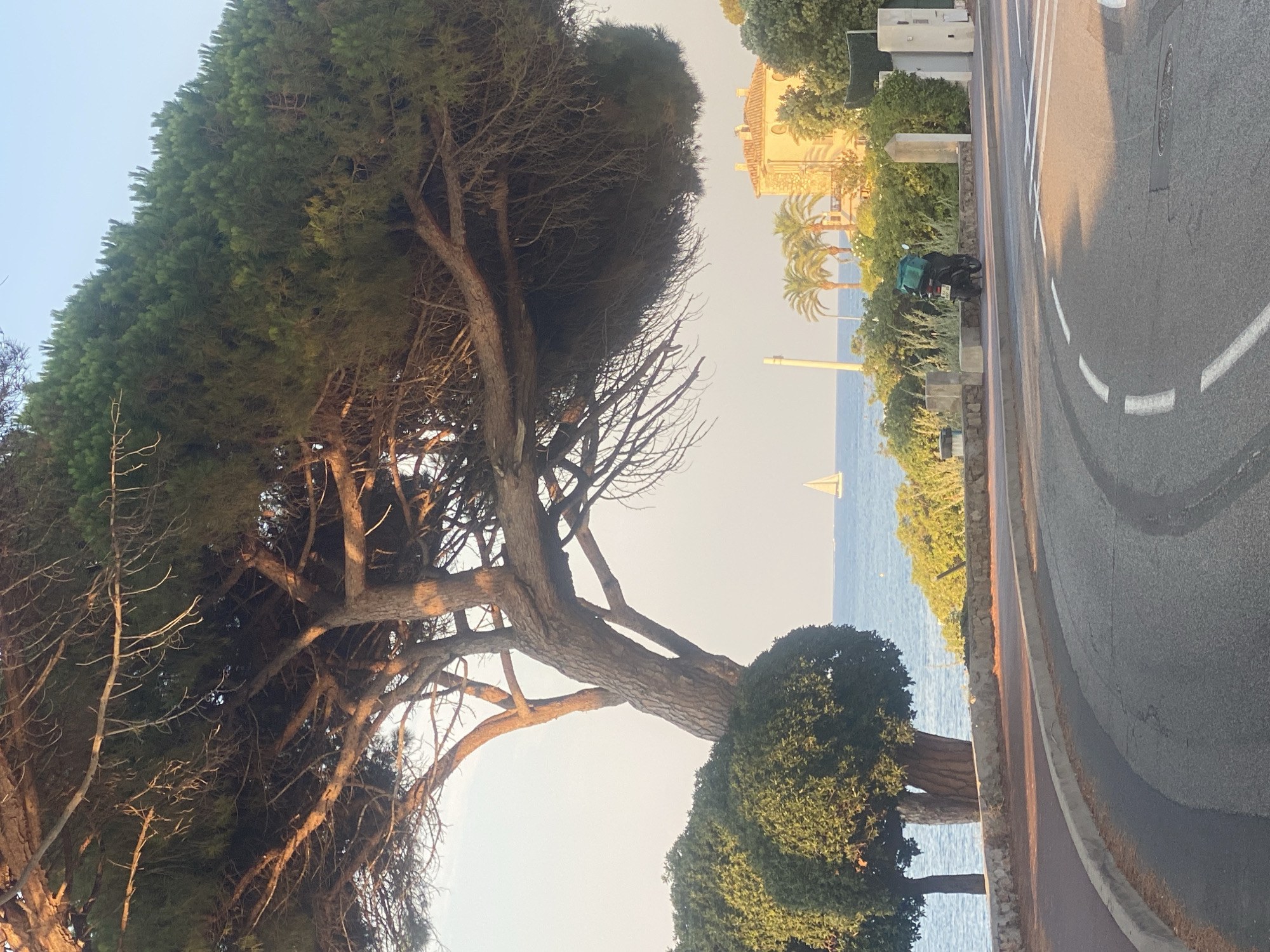 The image depicts a coastal road scene in Antibes, France. A large pine tree with sparse, weathered branches dominates the upper left portion of the frame, its trunk angled towards the sea. To the left of the pine tree, a smaller, rounded green shrub is visible. In the middle ground, a stone wall lines the edge of the road, separating it from a vegetated area overlooking the sea. A motorcycle, equipped with a large green delivery box on its rear, is parked on the sidewalk to the right of the wall. Beyond the vegetation, the Mediterranean Sea stretches to the horizon, with a white sailboat visible in the distance. On the far right, a building with an orange tiled roof and arched windows, along with palm trees, can be seen amongst dense green foliage. The road in the foreground is asphalt, with white lane markings indicating a curve. The scene is bathed in the warm light of late afternoon or early evening.