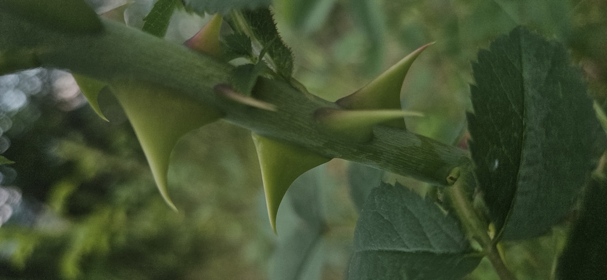 A close-up, horizontal shot captures a vibrant green plant stem, likely from a rose bush, adorned with prominent, sharp thorns or prickles. The stem runs diagonally across the frame, showcasing several robust thorns that vary in size and shape. Some thorns are broad at their base, tapering to a sharp point, while others are more slender. A few exhibit a subtle reddish-brown hue at their tips or bases, adding a slight color contrast to the dominant green.
To the right of the central stem, dark green leaves with visible vein patterns and serrated edges are partially visible. The background and parts of the foreground are softly blurred, creating a bokeh effect with indistinct green shapes, suggesting a natural, outdoor environment with other foliage. Lighter, circular blurs in the upper left background hint at diffused light sources. The lighting is soft and natural, characteristic of daylight, without harsh shadows. The image focuses on the textural and defensive features of the plant. No people or text are visible in the image. This scene is located in Momin Prohod, Bulgaria.