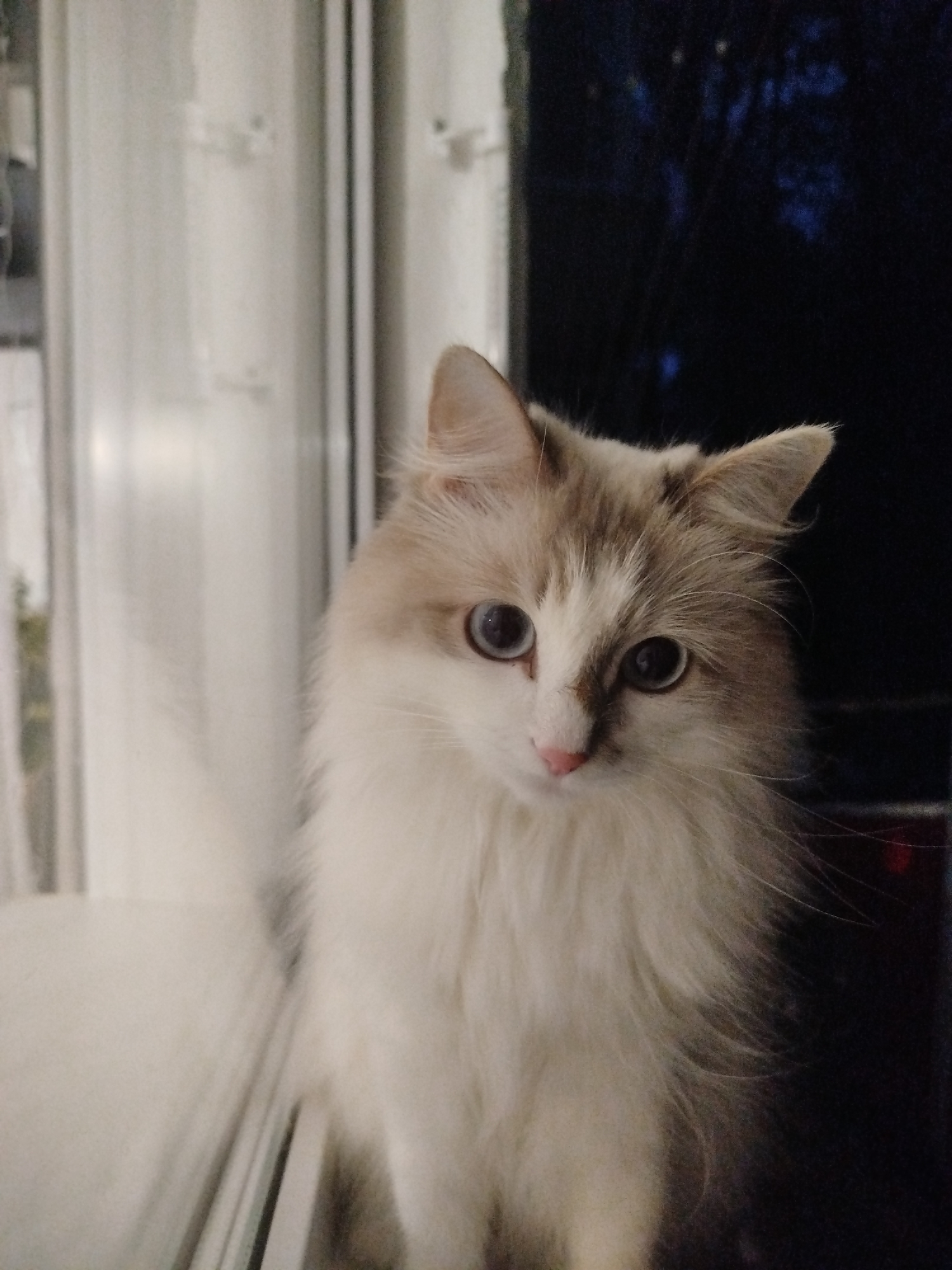 An indoor portrait shows a fluffy, long-haired cat with light brown and white markings and blue eyes. The cat is sitting in front of a window with white curtains on the left and a dark, possibly tree-filled, background on the right. The cat's face is turned slightly to the right, with its gaze directed downwards. The lighting is dim, with the window providing a soft, diffused light on the left side of the cat's face.