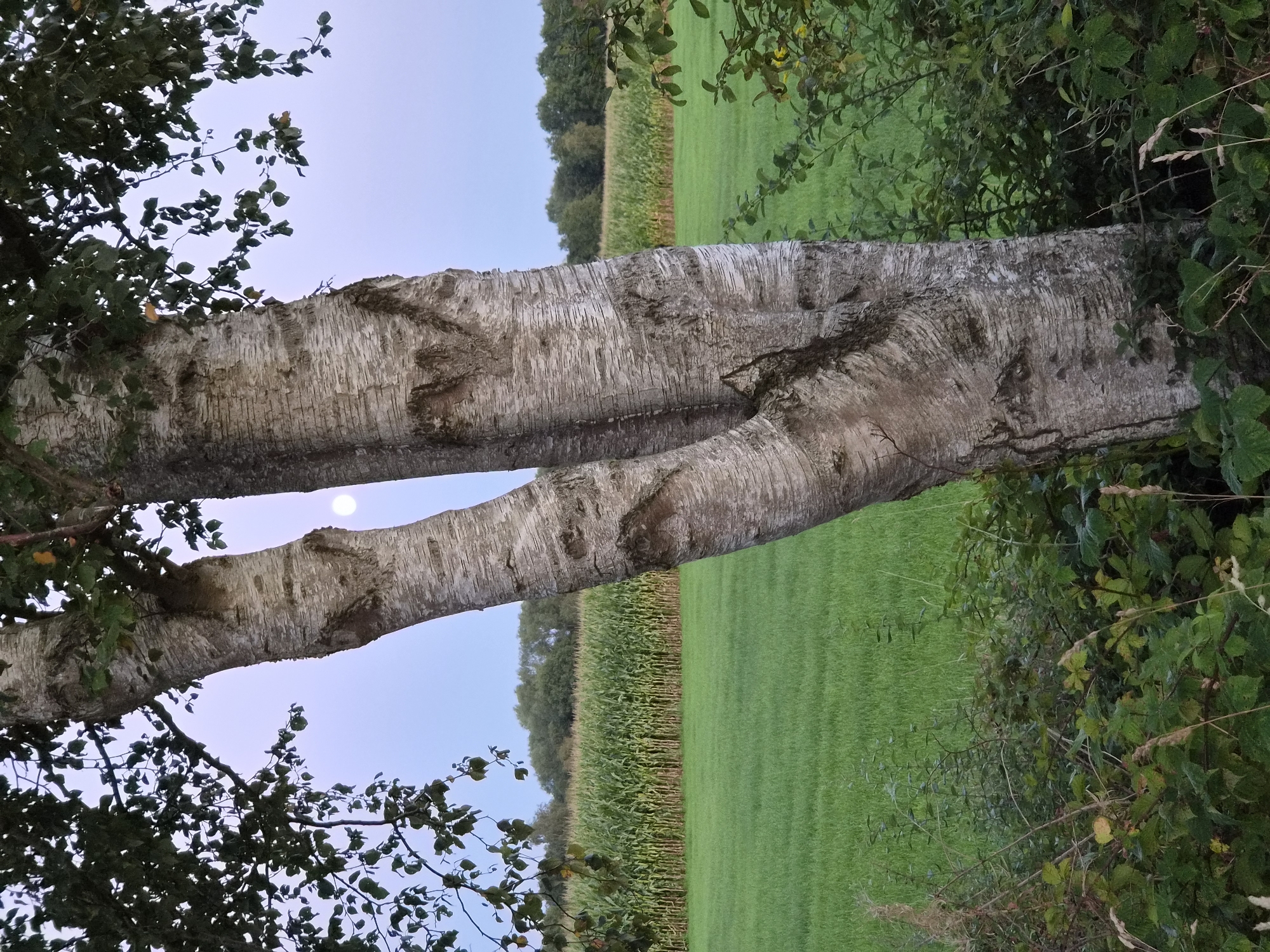 This image depicts a bifurcated birch tree trunk in the foreground, with its textured bark prominently displayed. To the left and right of the trunk, dense green foliage and shrubs are visible. Behind the tree, a vast, lush green field stretches towards a distant row of trees. Further in the background, a cornfield with tall green stalks is noticeable, indicating an agricultural setting. The sky above is a soft, pale blue, suggesting either dawn or dusk. A small, bright moon is visible in the sky, positioned between the branches of the birch tree. The overall scene is serene and natural, likely captured in an open rural area near Schiffdorf, Germany.