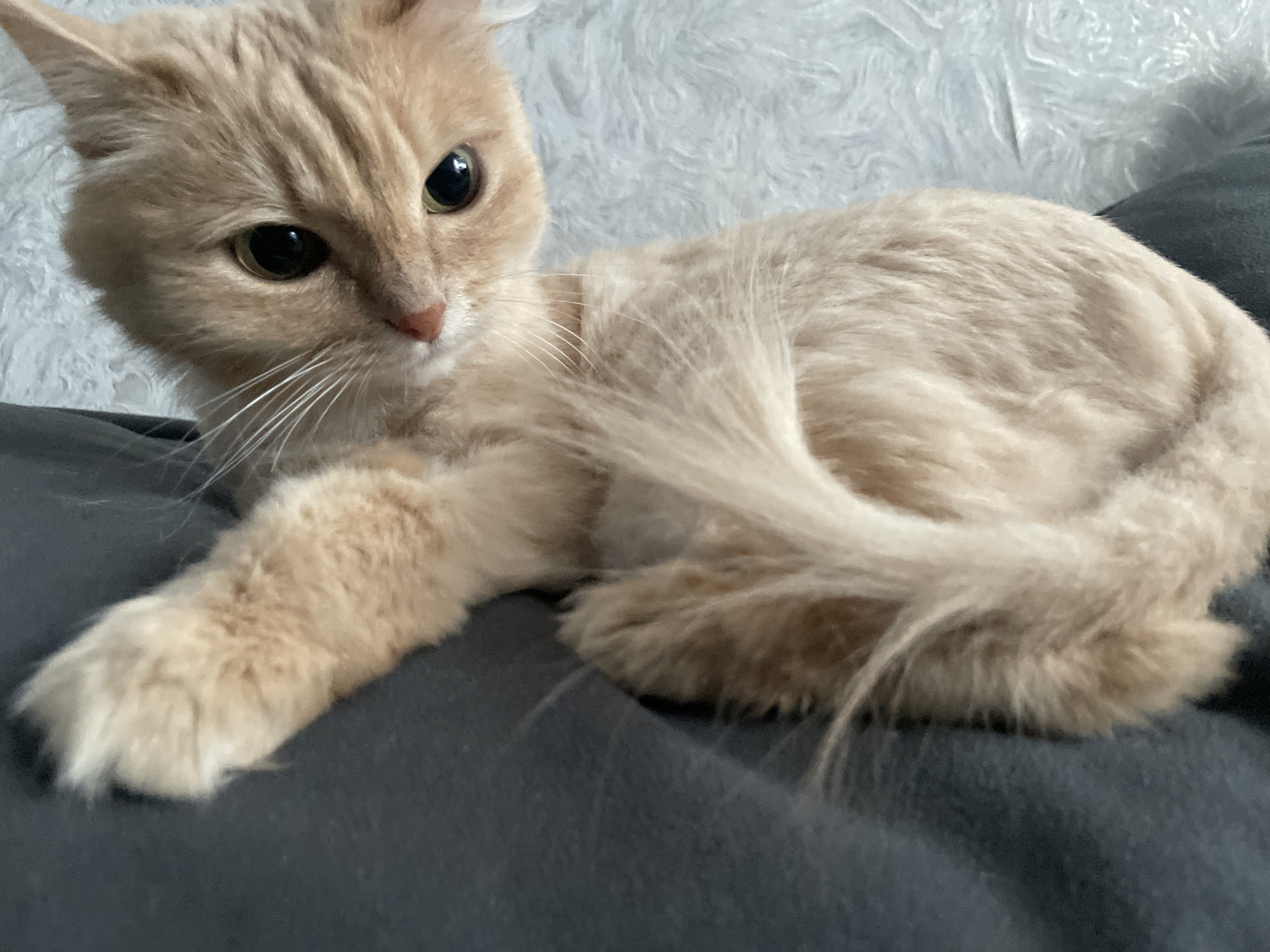 A light orange cat with short hair is lying on a dark gray blanket. The cat is facing the camera and its tail is curled around its body. The background is a fluffy white surface. The location is not specified, and the presence of the city of Chaikovsky, Russia, is not evident from the image.