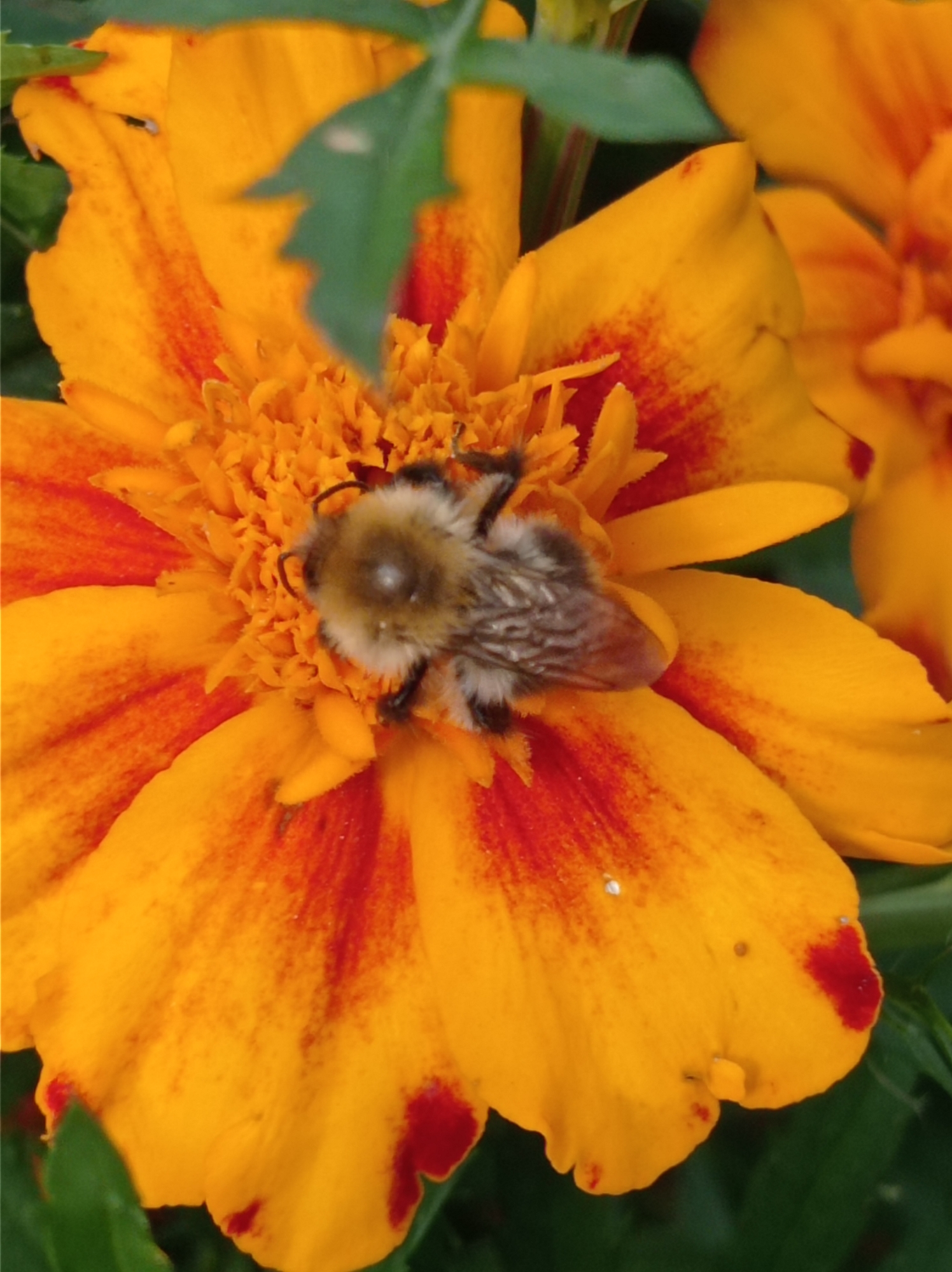 A close-up, overhead shot features a bumblebee on a vibrant orange and yellow marigold flower. The bee is fuzzy, with brown and white stripes, and is positioned on the flower's central disc, appearing to forage. The marigold petals have streaks of red and orange, with some areas appearing slightly darker red. The background is blurred, with hints of green foliage and other out-of-focus orange petals. The lighting suggests an outdoor environment, likely during the daytime.