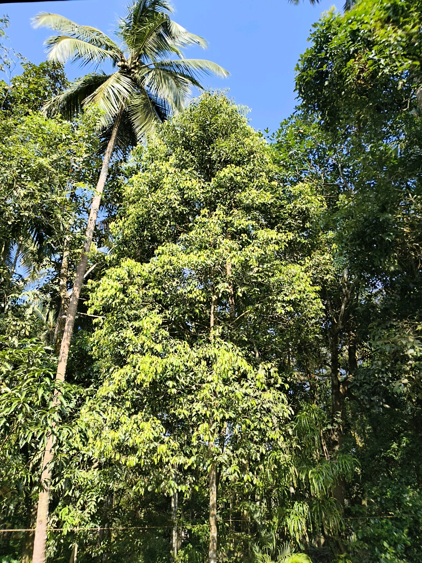 A low-angle medium shot captures a cluster of trees under a clear blue sky. In the foreground, a tall, slender tree trunk is positioned to the left of center. To its right and further back, a large, dense tree with vibrant green leaves dominates the frame, its branches reaching upwards. Behind this central tree, a mature coconut palm with its fronds spread wide is visible on the left side of the image, its trunk also slender and tall. The backdrop consists of the bright blue sky, with some lighter patches suggesting sunlight filtering through. The overall impression is one of lush, natural foliage in an outdoor setting. This scene is located in Thriprayar, India.