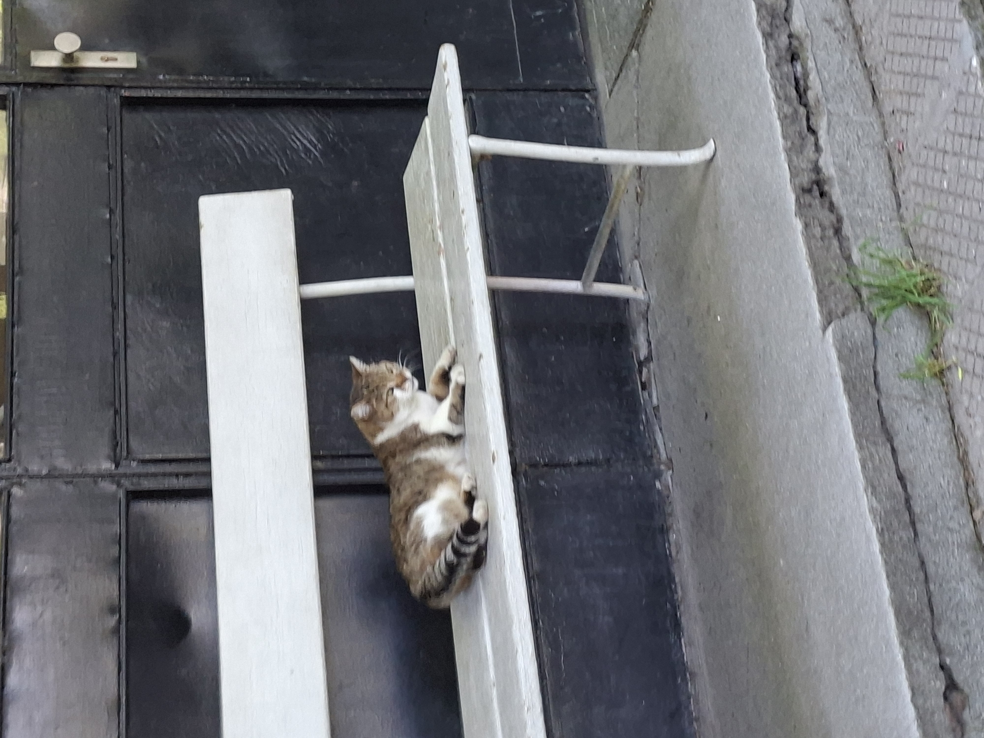 A brown tabby cat with white markings is clinging to a white metal ladder attached to a dark door in Plovdiv, Bulgaria. The ladder has horizontal bars. The door is next to a concrete curb and cracked pavement with some sparse grass.