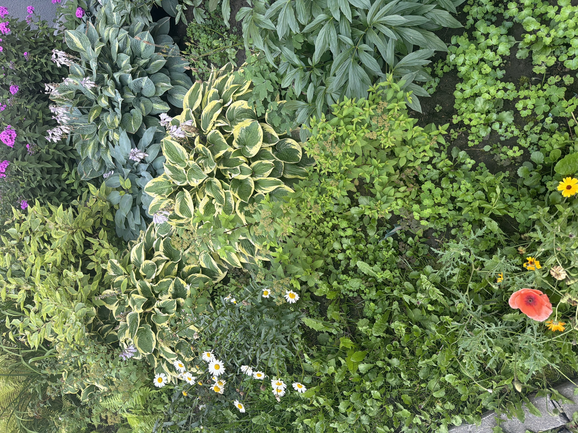A garden bed displays a variety of plants in bloom and foliage. In the upper right corner, pink phlox flowers are visible. Below them, a large hosta with blue-green leaves is present, its flower stalks bearing small white blossoms. To the left of this hosta, another hosta with variegated green and yellow leaves is seen. In the lower left, several white daisies with yellow centers are blooming amidst lush green ground cover. Further down and to the left, a single red poppy with a dark center stands out, accompanied by smaller yellow flowers and dark green foliage. The garden bed is situated in a city, likely a residential area, based on the presence of paving stones along the left edge, which could be part of a pathway or sidewalk. The image does not contain any people. The overall impression is one of a well-maintained urban garden. The location is Novosibirsk, Russia.