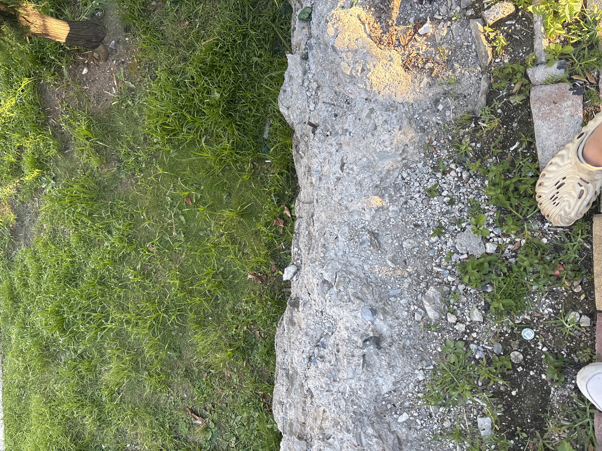 A top-down shot shows a patch of green grass next to a large, rough concrete object. The concrete appears to be part of an outdoor structure or embankment. The grass is lush and vibrant, suggesting a temperate climate. Scattered amongst the grass and concrete are small pebbles, dirt, and a few dried leaves, indicating an unmanicured outdoor setting. A small piece of a light-colored plastic bottle is visible in the grass.
In the upper left corner of the image, a portion of a tree trunk is visible, with sunlight casting a distinct shadow on the grass. The light suggests it is either early morning or late afternoon. The concrete itself is illuminated by the sun, creating highlights and shadows that accentuate its rough texture and embedded pebbles.
On the right side of the concrete, the ground is covered with small stones, dirt, and patches of green weeds. There are also a few scattered pieces of broken red brick. A beige-colored sandal, typical of beach or casual wear, is visible on the far right edge of the frame, with a portion of a white sneaker just below it. This suggests someone is standing or has recently been standing in this area. The overall impression is a casual, outdoor environment, possibly a park, backyard, or pathway, with signs of recent human presence. The context of Sochi, Russia, aligns with an outdoor setting that could be utilized for recreation or leisure. There is no visible text in the image.