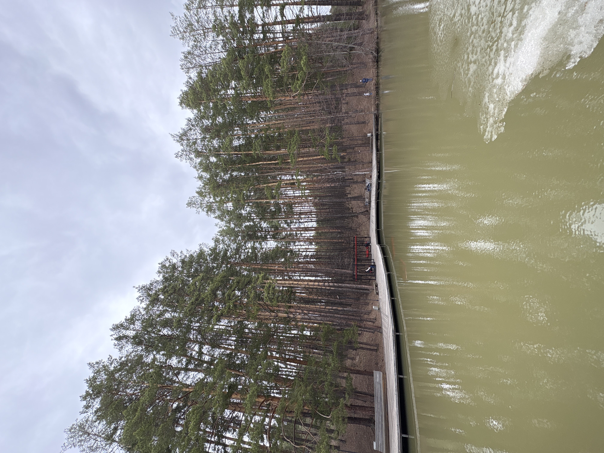 The image shows a view of a waterfront area in Neftekamsk, Russia. A dense line of tall pine trees is to the left, next to a wooden boardwalk or path. The path runs along the edge of a body of water, possibly a river or lake, with murky green water. There are a few people visible on the path. A section of red fencing is visible on the walkway. The sky is overcast.