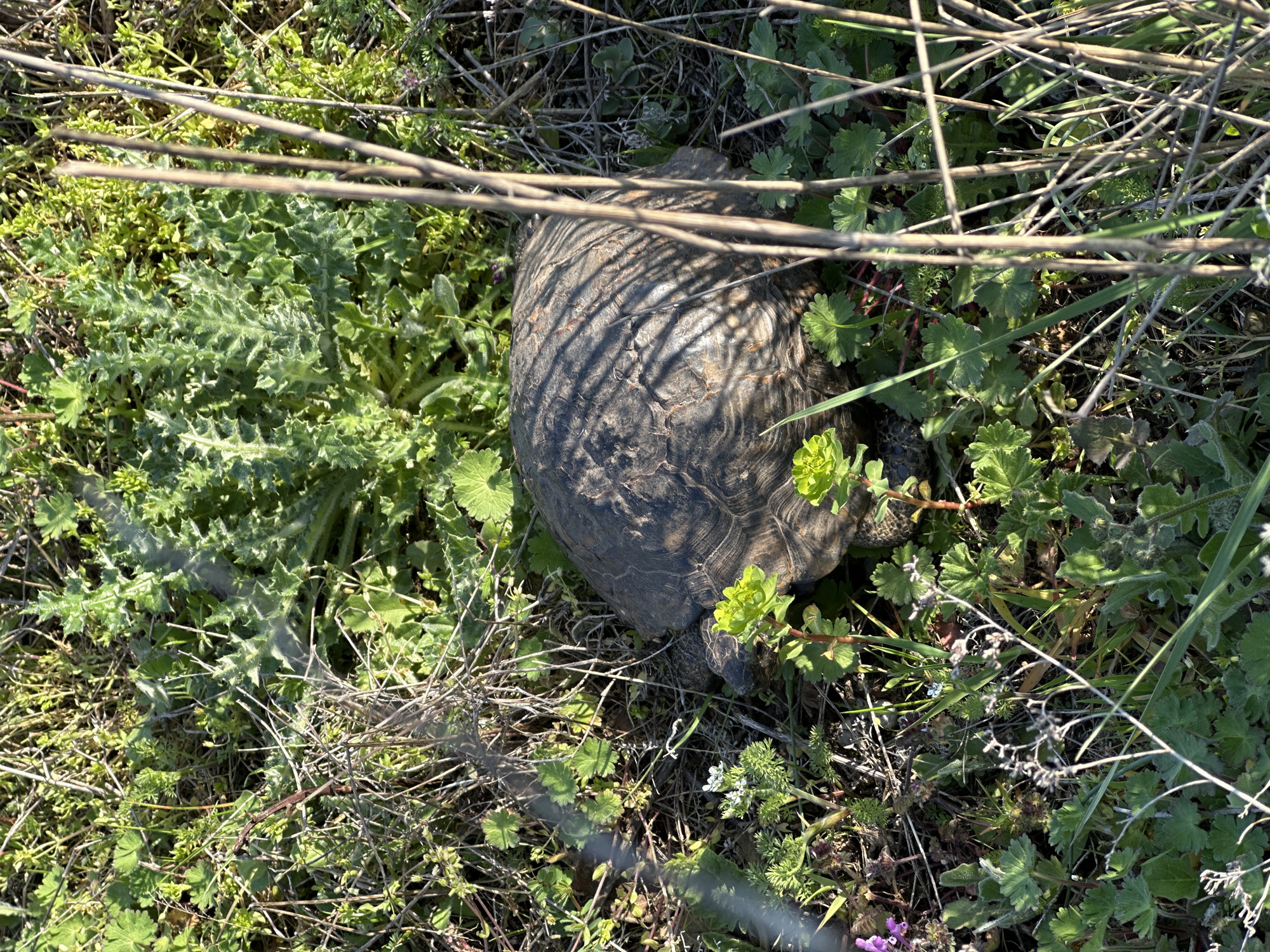A turtle rests among grasses and weeds. The location is not deducible from the image.