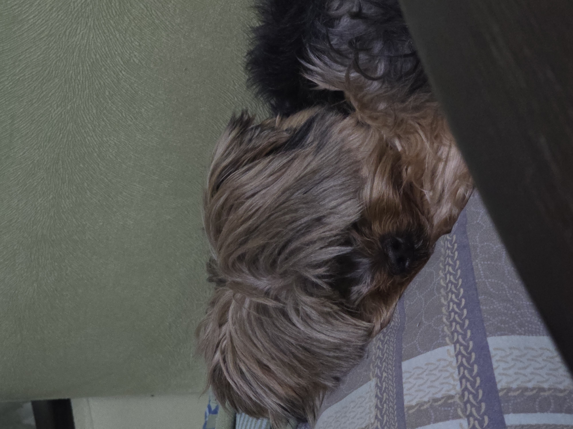 A close-up shot depicts a small dog, possibly a Yorkshire Terrier or a similar breed, with brown and black fur. The dog is lying on a patterned blanket with grey and blue stripes. Part of the dog is near a green upholstered surface. A dark, blurry vertical object, possibly a piece of furniture, is partially visible on the right side of the frame. The location and city are unknown.