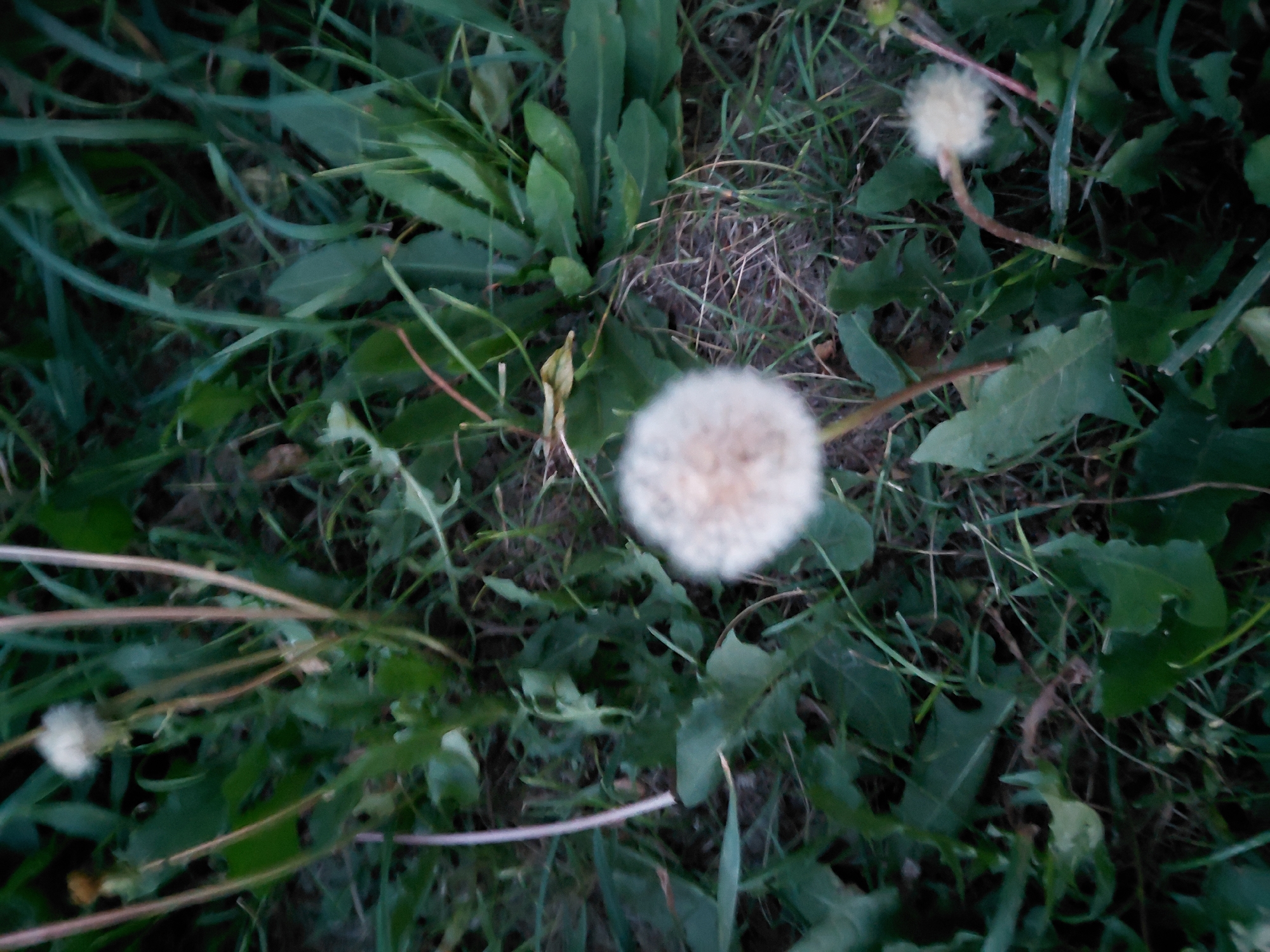 A close-up, overhead shot captures a cluster of dandelions in a grassy, outdoor setting. The dandelions are in various stages of bloom, with some showing full, fluffy seed heads and others in earlier development. The surrounding environment is characterized by lush green foliage, with tall grass stems and broader leaves interspersed. The lighting suggests it might be dusk or an overcast day, as shadows are soft and the overall tone is somewhat muted. The image does not provide any information about the city of Oskemen, Kazakhstan, or any specific identifiable landmarks or details related to that location.