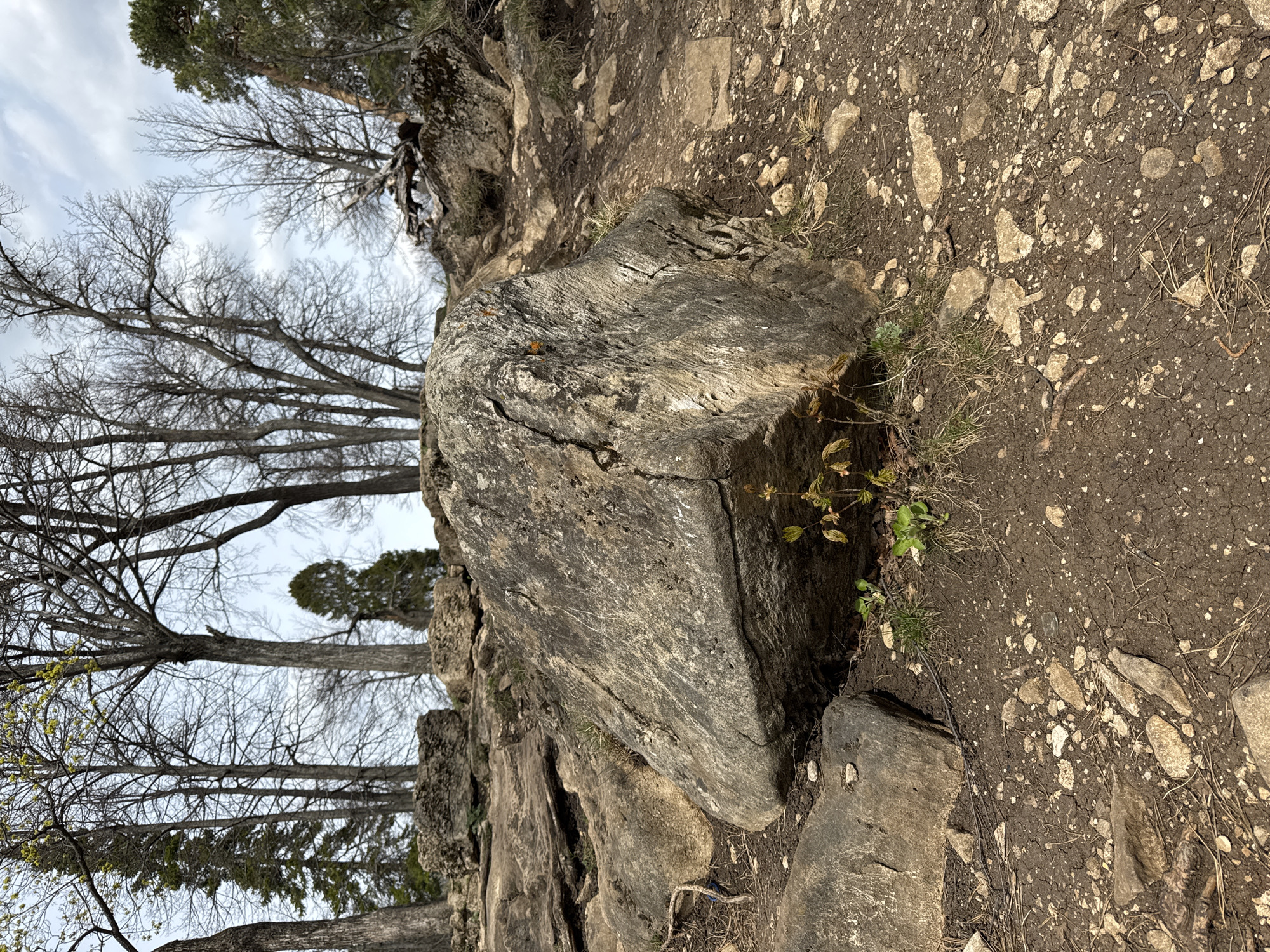 This image captures a natural outdoor scene, likely a forest or woodland trail, in Pavlovka, Russia. The dominant features are the ground, which is a mix of dark dirt, scattered light-colored rocks, and patches of dry grass, and numerous trees.
In the foreground, a large, dark gray, irregularly shaped rock or weathered tree stump is prominent. It has a rough, textured surface with visible cracks and patterns, and some small green plant growth around its base. Smaller rocks and pebbles are spread across the earthy ground, which appears somewhat uneven.
The midground and background are filled with trees. Many are deciduous, displaying intricate networks of bare, dark branches against a light, overcast sky, suggesting late autumn, winter, or early spring. Among these, some evergreen trees with denser, darker foliage can also be seen. The sky is mostly light gray with some cloud cover.
No people are visible, and no specific activity is taking place; the scene is a static depiction of a natural landscape. The overall impression is one of natural ruggedness and tranquility. The time of day appears to be daytime, likely a cloudy day given the diffused light. There is no visible text in the image.
