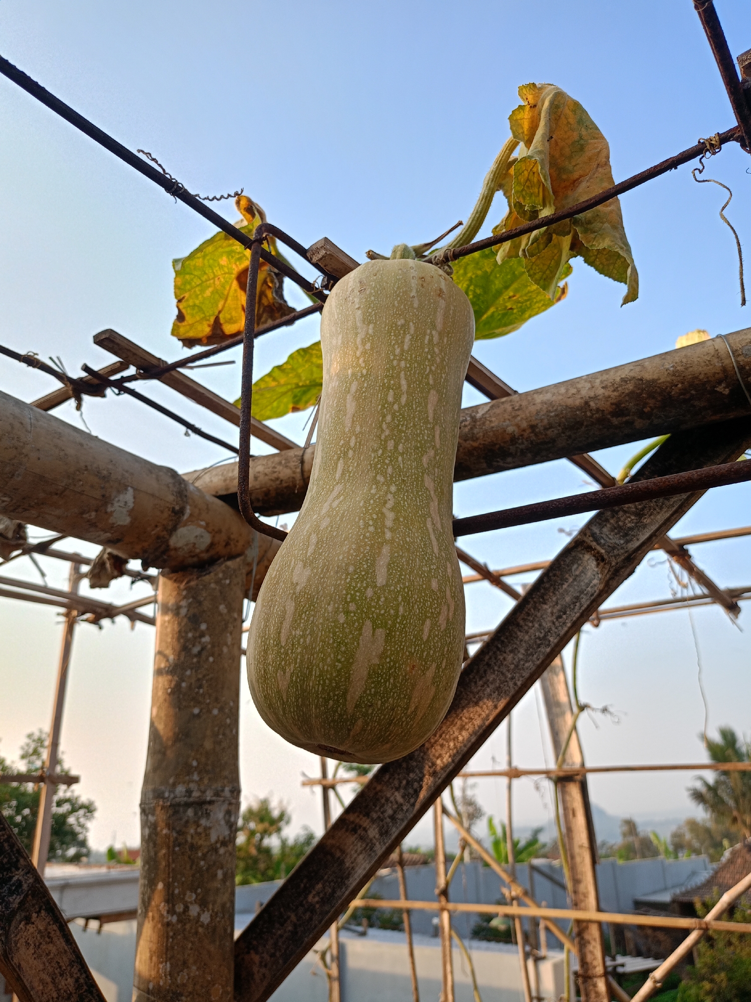 An overhead shot captures a butternut squash hanging from a bamboo trellis against a clear blue sky. The squash, pale green with darker green speckles, is the main subject, suspended by its stem. A few withered leaves, yellow and brown, are also attached to the stem and trellis, suggesting late-season growth or harvest. The bamboo structure is rustic, with visible joints and supporting beams. In the background, out of focus, are hints of a residential area with walls and greenery, and distant hills or mountains under a hazy sky. The scene appears to be an outdoor garden or farm in Batu, Indonesia. There are no people or animals visible in the image.