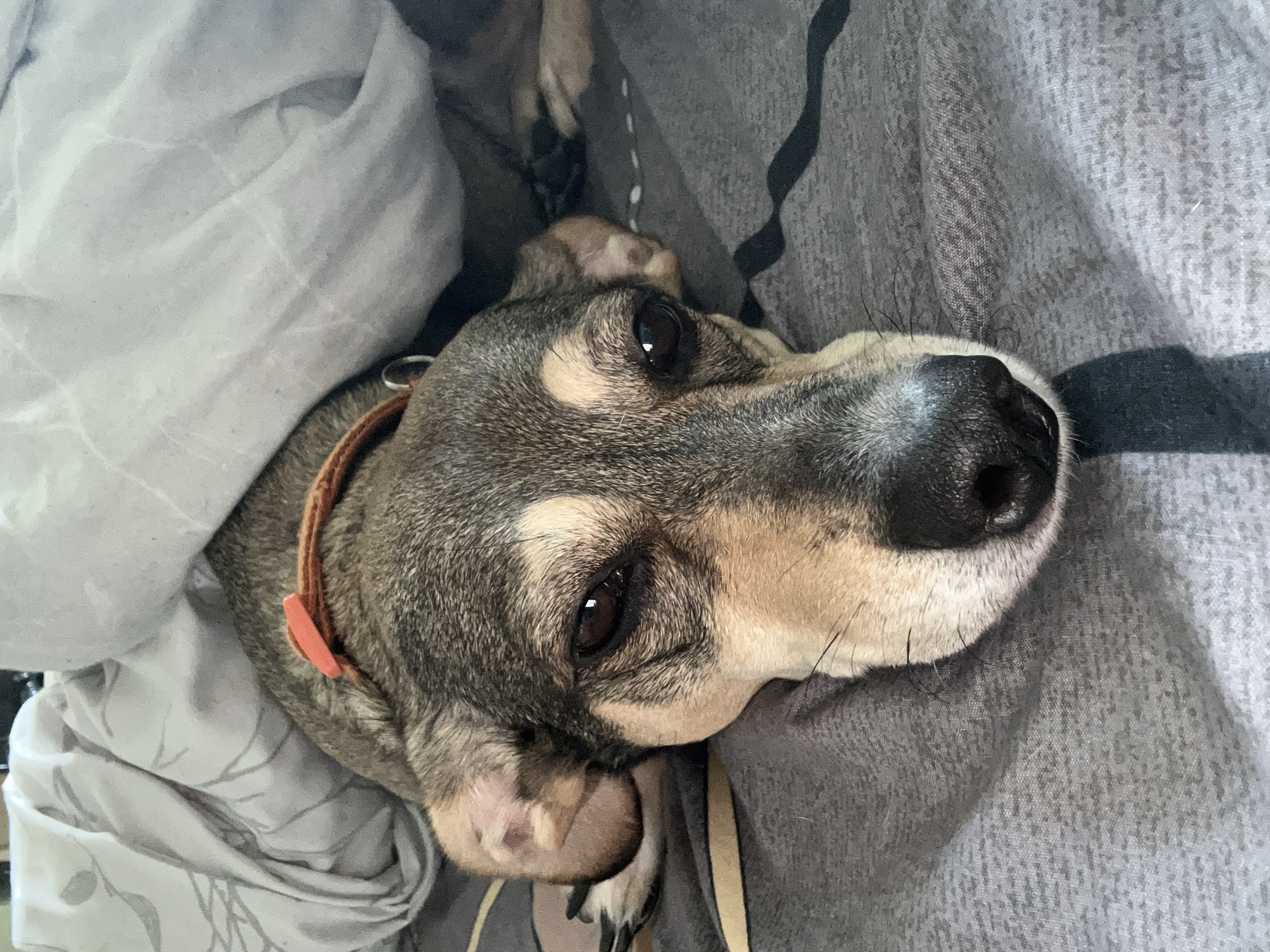 A close-up, eye-level shot captures a medium-sized dog with tan, brown, and grey markings, lying down on a grey, patterned bedspread. The dog's head is turned towards the camera, with its eyes partially closed and a relaxed expression. A simple orange collar is visible around its neck. The dog is partially covered by a light grey blanket with a subtle leaf pattern. The lighting suggests an indoor environment, possibly a bedroom. The background shows more of the bedding, with some dark and light grey patterns. The overall impression is of a cozy and comfortable scene.