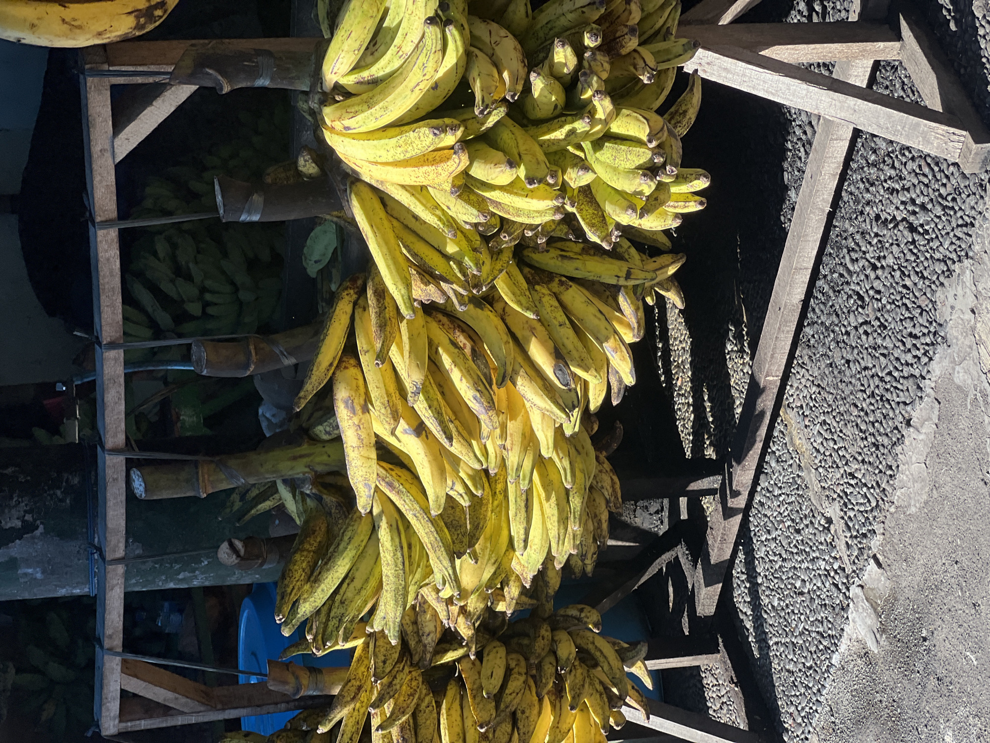 The image shows a market stall in Sukawati, Indonesia, overflowing with ripe yellow bananas. Bunches of bananas are hanging from a wooden rack, some of them still attached to their stalks. The bananas have small brown spots, indicating their ripeness. In the background, more bananas are visible, stacked or hanging, suggesting a large quantity of produce. The market appears to be outdoors, with a gravel ground visible to the right, reflecting the harsh sunlight of what appears to be midday. The wooden structure holding the bananas is rough and functional, typical of market stalls. The scene conveys a sense of abundance and the vibrant atmosphere of a local Indonesian market. There is no visible text in the image.