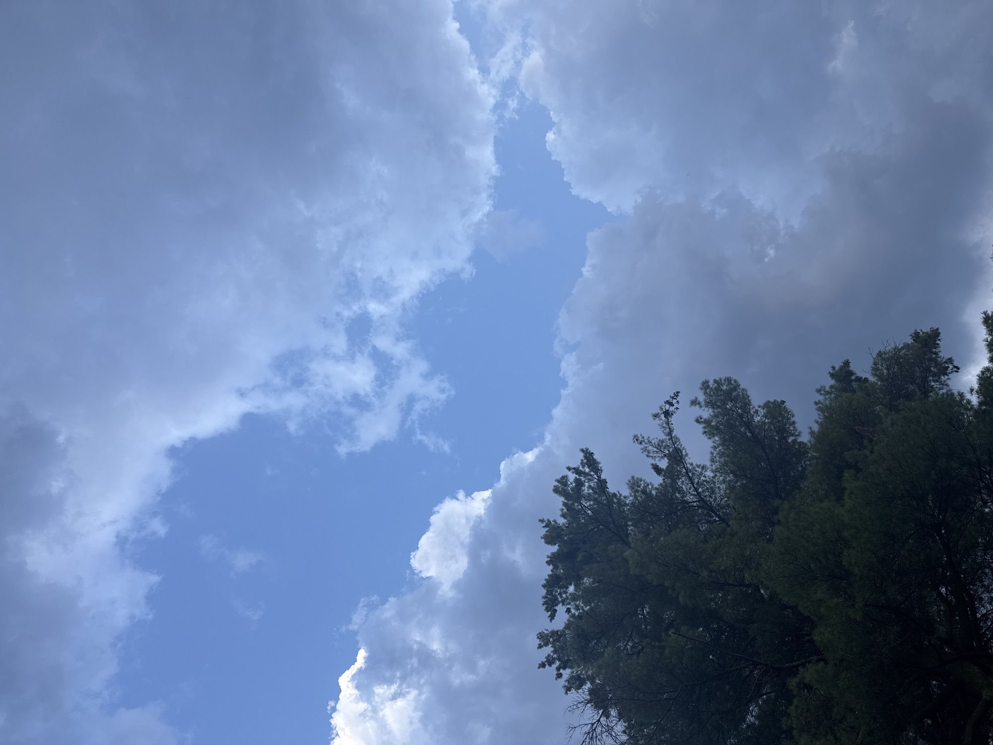 The image captures a view of a cloudy sky with a prominent pine tree in the foreground, likely taken from a residential area in Katowice, Poland. The sky is a mix of bright blue patches peeking through dramatic, greyish clouds. The pine tree, with its dark green needles and branches, occupies the lower left portion of the frame, its dark silhouette contrasting with the lighter sky. The overall impression is one of an overcast day with the possibility of changing weather.