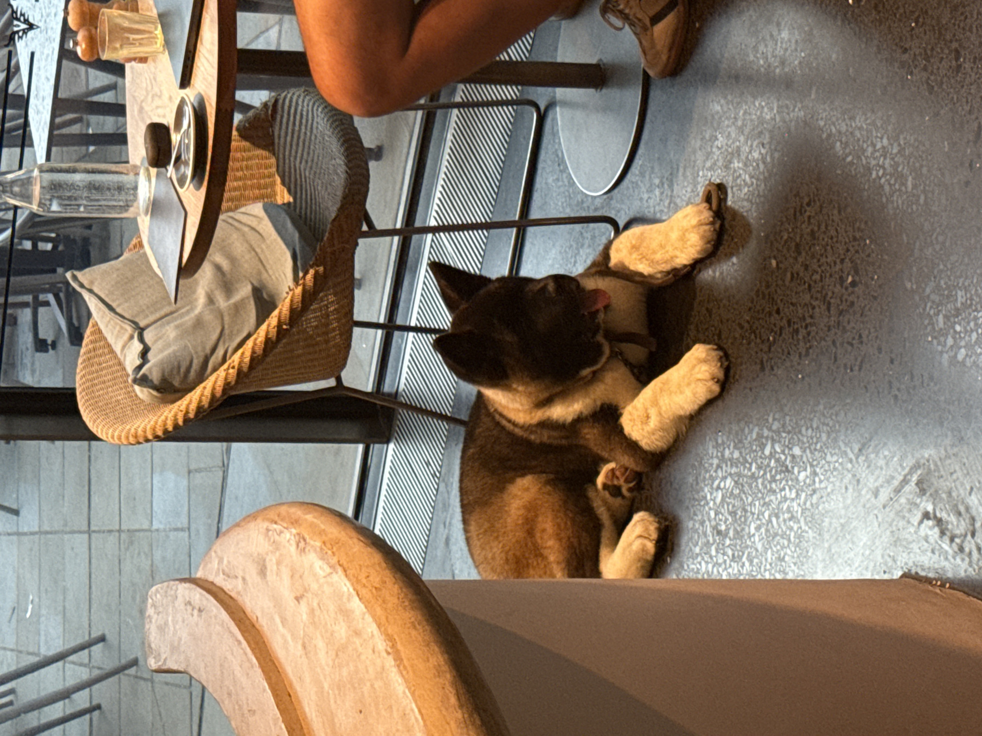 A medium-shot, slightly angled image shows the interior of a cafe or restaurant. A brown and cream-colored Akita puppy is lying on its back on the grey floor, paws up and tongue slightly protruding. A person's legs are visible, seated in a chair at a table to the left of the puppy. The person is wearing brown shoes. The chair is made of wicker with a grey cushion. On the table, there is a glass bottle and condiments. The background consists of a brick-tiled sidewalk view through a window and the bottom part of a wooden seat or bench in the foreground. The lighting is natural and muted. The location may be in London, United Kingdom.