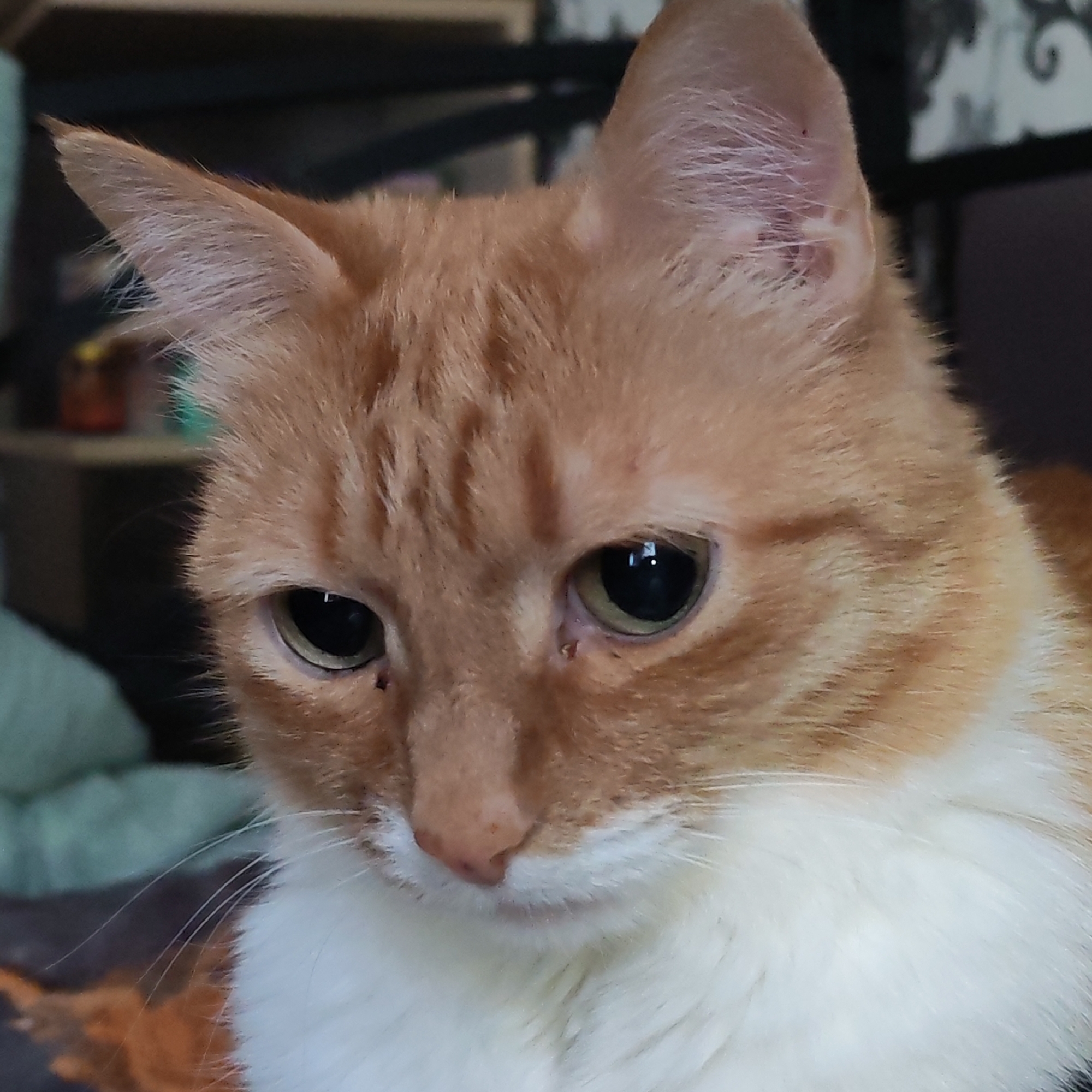 Close-up shot of an orange and white domestic cat's head. The cat has amber eyes, orange tabby markings on its forehead, and white fur on its chest. The background is blurred, suggesting an indoor setting with furniture partially visible. There is no information about the location in the city of Chaikovsky, Russia.
