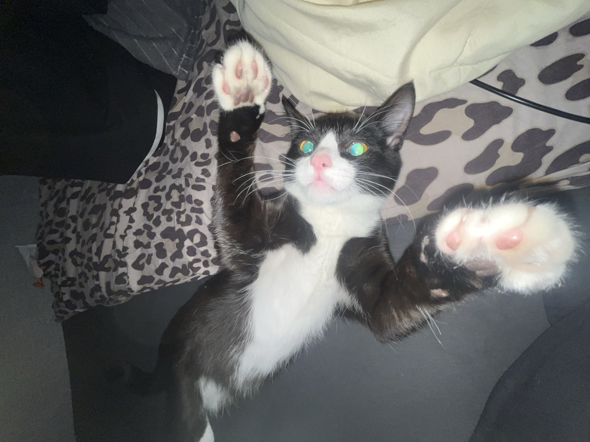 A black and white cat is lying on its back with its paws in the air. The cat has white paws with pink paw pads. The cat's eyes are reflecting green and blue light. The background consists of a gray blanket and a patterned blanket. The location of the scene cannot be determined from this image.