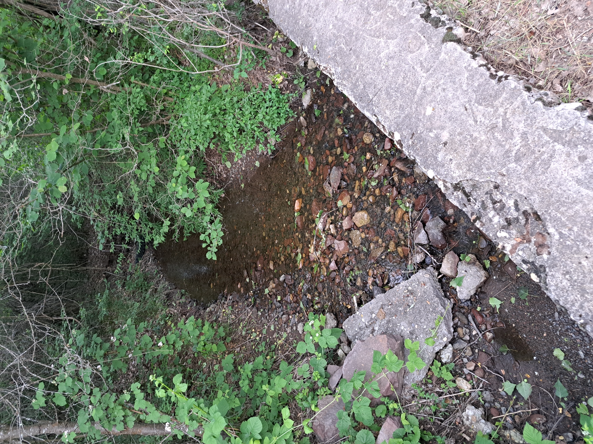 A shallow, rocky creek flows through a wooded area. The creek bed is filled with various-sized stones and some fallen leaves. Lush green foliage and tree branches overhang the creek, creating a shaded environment. On the right side of the creek, a concrete structure runs alongside it, appearing weathered and cracked in places. On the left side of the creek, large rocks and more vegetation are visible. The overall scene depicts a natural watercourse within a somewhat untamed, green setting.