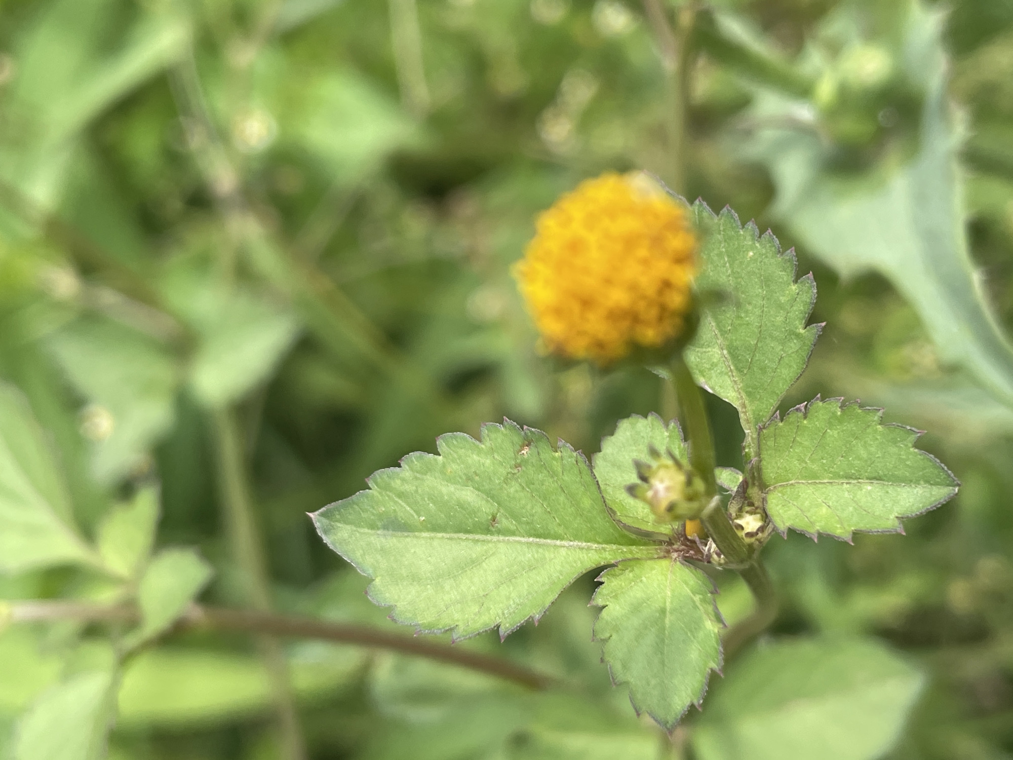 The image shows a close-up of a small yellow flower with serrated green leaves against a blurred green background. The flower head is roughly spherical and appears to be composed of many tiny florets. The leaves are ovate with prominent veins and sharply toothed edges, some of which are tinged with purple. The focus is on the plant, with the background softly out of focus, suggesting a shallow depth of field. The lighting is natural, indicating it might be daytime. There are no people, text, or specific location cues within the image itself to suggest a particular event or time beyond it being outdoors. The overall impression is one of a detailed botanical study of a wild plant.