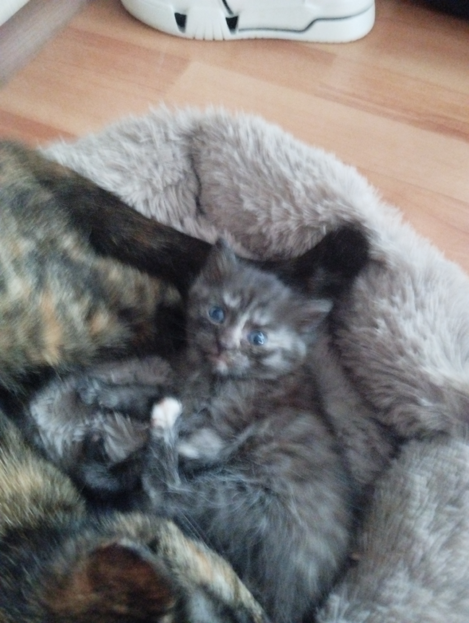 A kitten with gray fur and blue eyes is nestled in the fur of a tortoiseshell cat. A light brown fur rug is beneath the cats, and a white shoe is partially visible in the upper portion of the frame. The location is in the city of Krasnogorskoye, Russia.