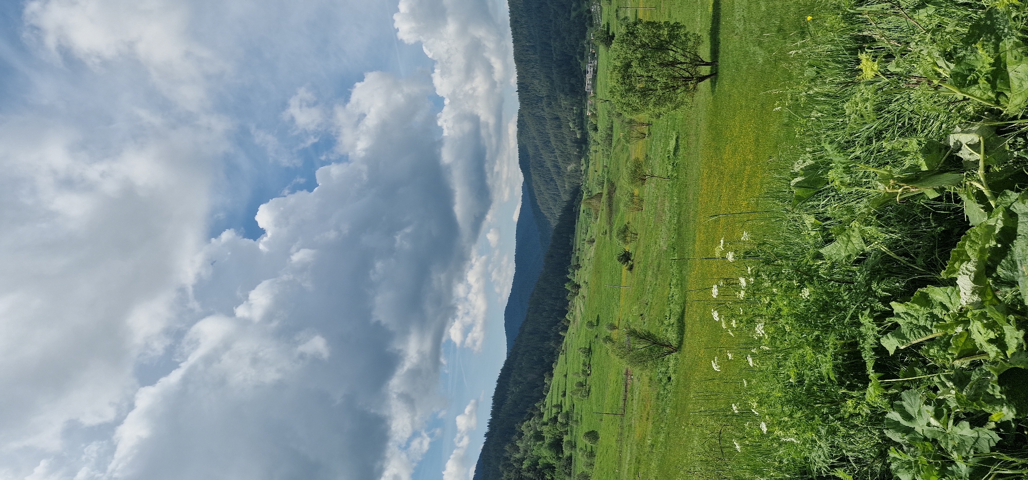 The image presents a vibrant, expansive rural landscape in Borino, Bulgaria, under a dynamic, partly cloudy sky. The scene is characterized by lush green vegetation and rolling hills, bathed in bright daylight.
In the immediate foreground, a dense array of green foliage dominates the right side. This includes tall grasses and large, broad-leafed plants, possibly burdock or similar species, with visible stems and textured leaves. Interspersed among these are clusters of delicate white wildflowers, suggesting an abundant natural environment.
The midground opens into wide, gently sloping fields of verdant green, some areas highlighted by a scattering of yellow wildflowers, indicative of a sunny spring or summer day. Several trees are dotted across these fields; a prominent, mature deciduous tree stands towards the upper midground, while smaller trees and shrubs are distributed throughout the landscape. Faintly visible in the far midground, nestled against the base of the distant hills, are a few indistinct buildings, suggesting human presence in the valley.
The background is defined by a range of dark green, densely forested mountains or hills that stretch across the horizon, providing a majestic natural backdrop to the valley.
Above, the sky features a mix of bright blue patches and substantial cloud cover. Large, voluminous cumulus clouds, ranging from brilliant white to light gray, drift across the expanse, creating a sense of depth and movement. Some wispy clouds are also present. The overall lighting suggests the time of day is late morning or early afternoon. No discernible human activity or visible text is present in the image, which evokes a sense of tranquility and natural beauty.
