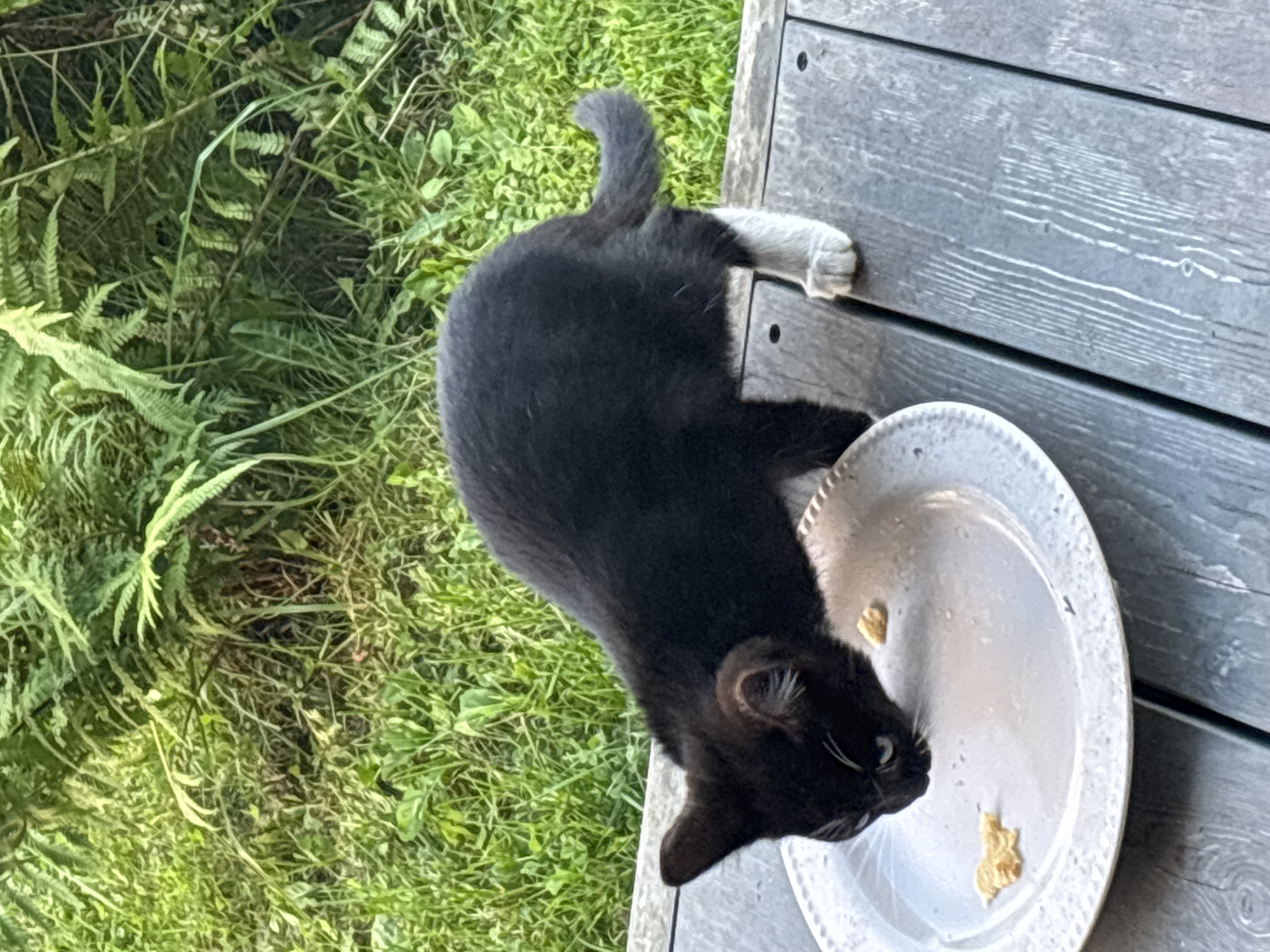 A black kitten with white paws is eating from a white plate on a wooden deck. The kitten is positioned on the left side of the frame, with its head lowered towards the plate. The plate contains small pieces of food. In the background, there is lush green foliage, suggesting an outdoor setting. The wooden deck appears to be made of planks. The image is taken in Zvenigorod, Russia.