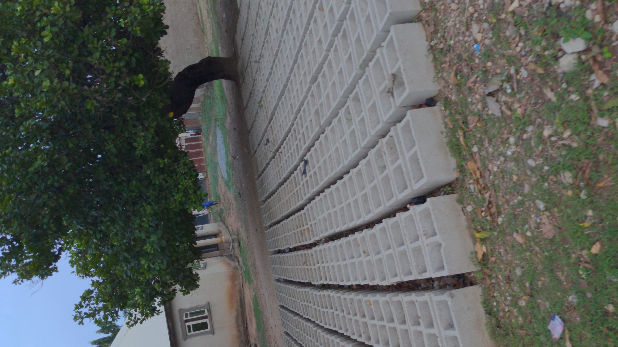The image shows rows of concrete blocks stacked on a dirt and grassy surface, likely in an outdoor storage or production area. A tree with dense foliage is visible to the left of the blocks. A building with a window is in the background. Several birds are perched on the blocks. The location is assumed to be in Masaka, Nigeria.