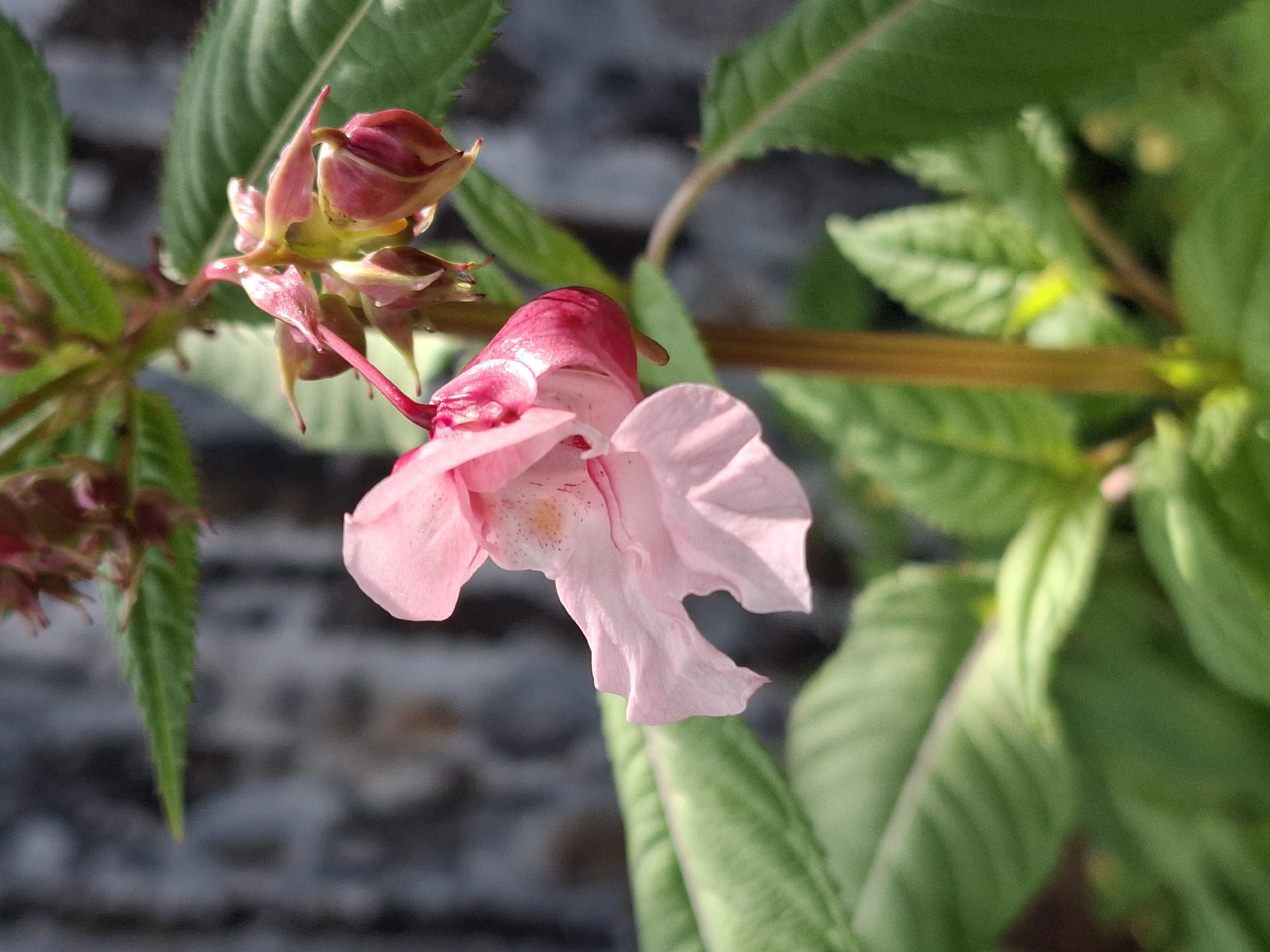 A close-up, slightly blurry shot focuses on a cluster of pink and deep pink flowers and buds on a stem. The largest flower, a pale pink with ruffled edges and dark pink markings near its center, is to the left and slightly out of focus. To its right, a cluster of unopened buds and partially opened flowers, predominantly a deep pink, hang downwards. The stem is a sturdy, light brown. Behind the flowers and buds are blurred green leaves, some with serrated edges, and a dark, textured background that appears to be a wall. The lighting suggests it is daytime, with shadows and highlights visible on the petals and leaves.