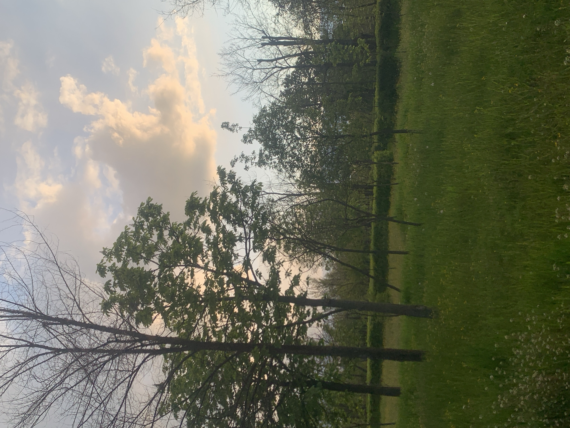 The image depicts a landscape scene, possibly a park or field in the city of Unknown, Unknown. The foreground consists of a grassy field with scattered white flowers. Trees with green foliage and bare branches are visible, extending towards the sky which is filled with clouds and sunlight. The scene appears to be outdoors in natural lighting. No people are visible.