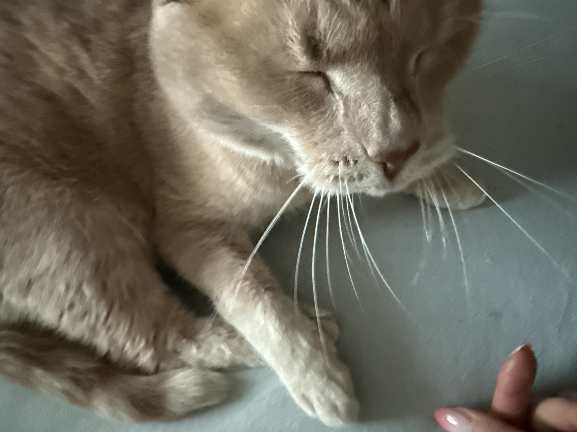 A close-up shot shows a light orange cat lying on a gray surface. The cat's eyes are closed. Long, white whiskers extend from its nose. A human finger with polished nails is visible in the lower right corner, close to the cat. The location is not specified.