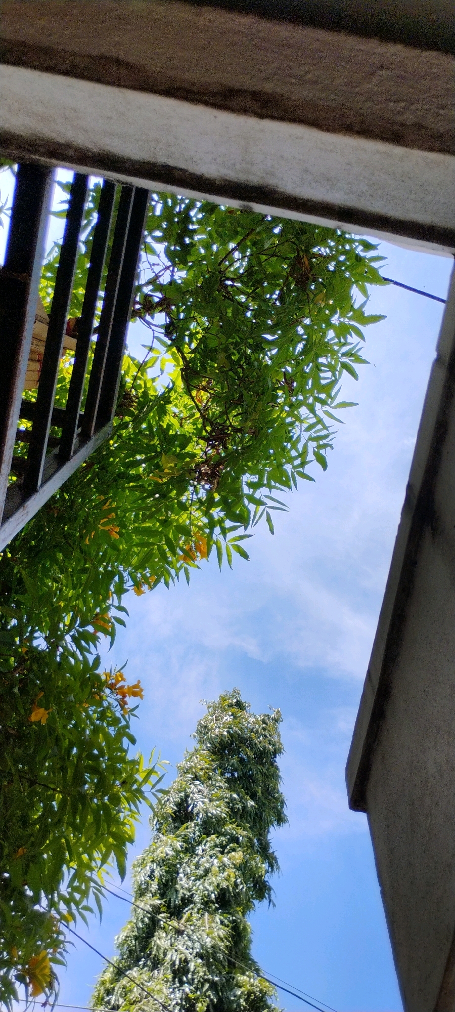 The image, taken from a low angle looking upwards, captures a view through a gap framed by a concrete overhang and a dark metal railing. Lush green foliage with scattered yellow flowers dominates the left side of the frame, suggesting a warm climate. In the background, a tall, slender tree with dense, light green leaves stands against a bright blue sky with wispy white clouds. The overall scene appears to be an outdoor environment, possibly a courtyard or garden area within a residential or public space in Solapur, India, given the architectural elements and vegetation. There are no people or animals visible in the frame.