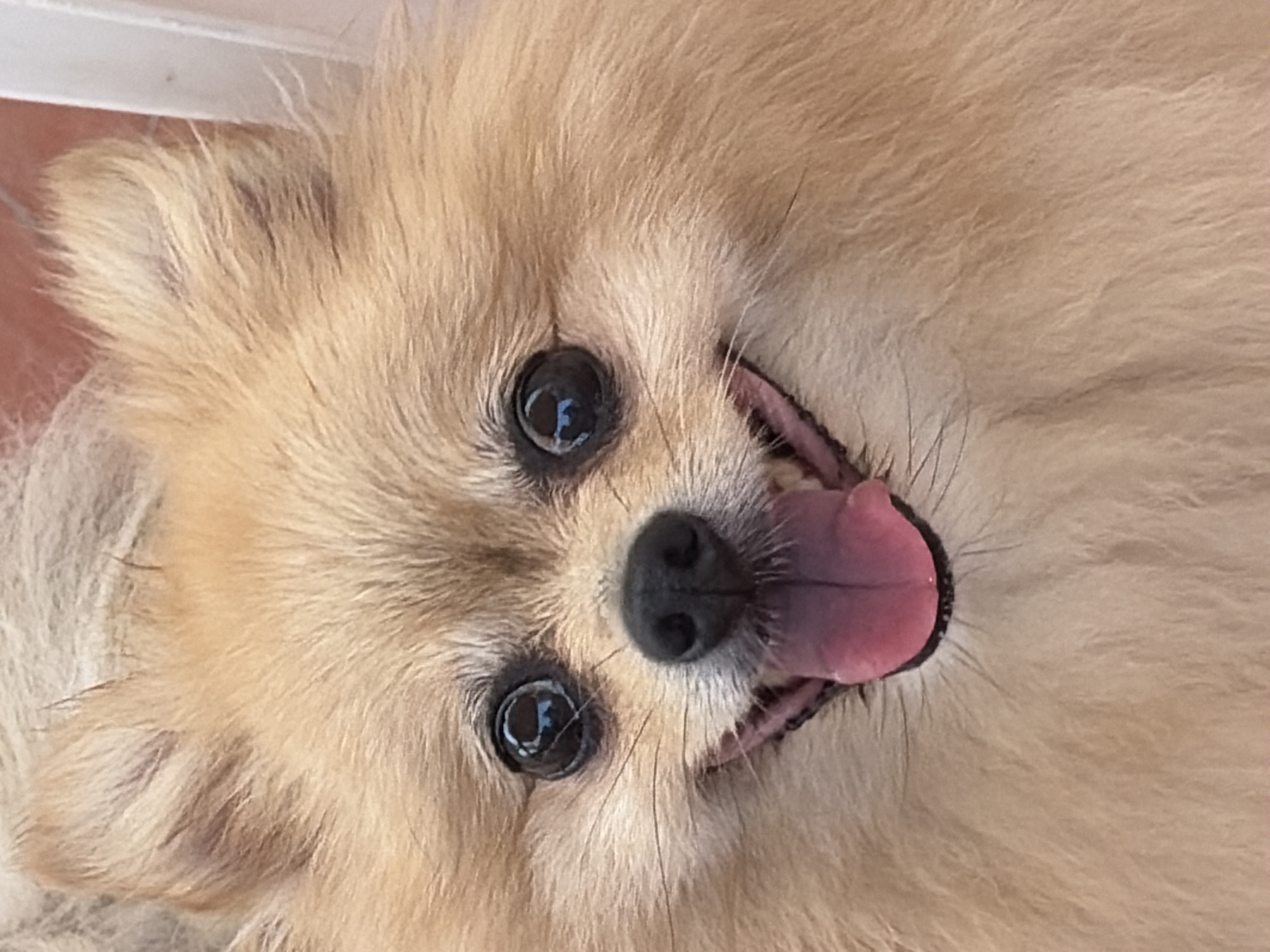 A close-up, eye-level shot shows a tan Pomeranian dog with its tongue out, panting. The dog's fur is fluffy and light brown. Its eyes are dark and round, with highlights reflecting light. The dog's nose is black and moist. The background is blurred, but appears to be an indoor setting with some white vertical elements. The image does not depict any location in the city of Torrevieja, Spain.
