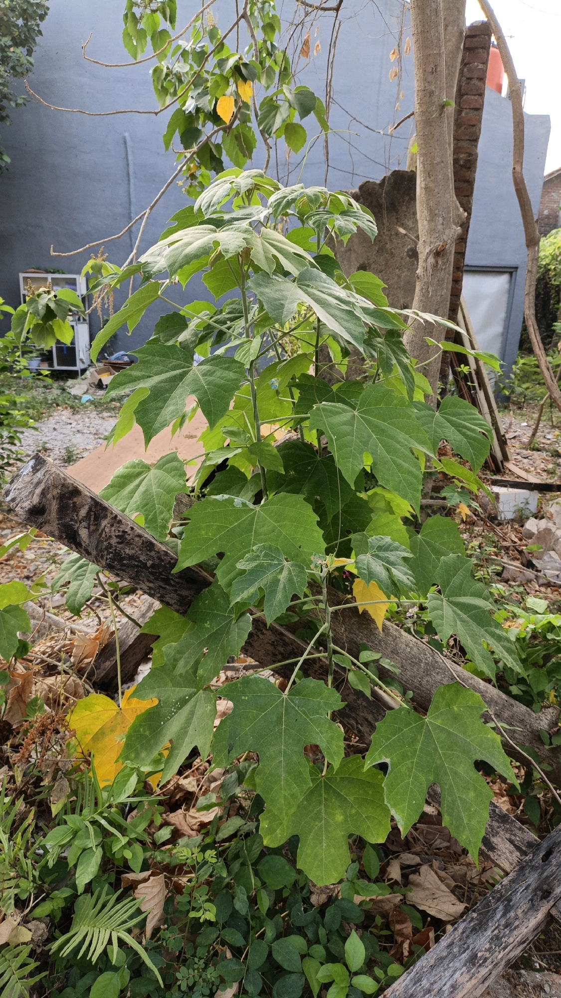 This is a medium-shot, eye-level, vertical outdoor photograph taken in Cikal, Indonesia. The image features a prominent green plant with large, lobed leaves dominating the foreground and midground. The plant's stem is visible, and it appears to be supported by a fallen log. Several yellow leaves are interspersed with the green foliage.
In the background, a textured blue wall is visible on the left, with a portion of a grey concrete structure above it. To the right of the blue wall, a tree trunk stands tall, partially obscuring a brick wall. A light-colored door with a glass pane is visible within the brick structure. Beyond the brick wall, more foliage and debris are present. The ground is covered with fallen leaves, dry branches, and some green ground cover. The scene appears to be in a somewhat unkempt outdoor area, possibly a yard or a neglected space within the city of Cikal.