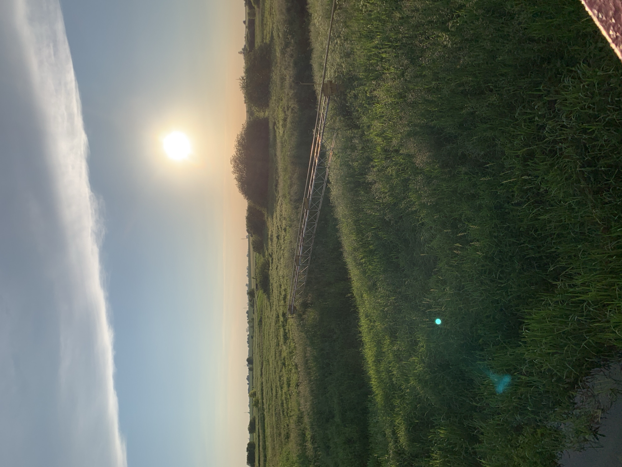 The image depicts a rural landscape, likely in Блеўчыцкі сельскі Савет, Belarus, during what appears to be sunrise or sunset. The sun is visible as a bright, luminous orb in the upper right quadrant of the sky, casting a warm glow. A thin, wispy cloud stretches horizontally across the upper portion of the sky. The foreground is dominated by a vast expanse of lush, green grass and vegetation, appearing somewhat wild and uncultivated. A metallic structure, possibly a bridge or a section of an aqueduct, spans across the grassy terrain. In the distance, scattered trees and bushes dot the landscape, and faint outlines of distant structures or utility poles are visible on the horizon. The overall impression is one of natural beauty and tranquility, with a hint of industrial infrastructure integrated into the rural setting. There are no people visible in the image. A faint blue-green lens flare is present in the lower left quadrant of the image, obscuring a small patch of the grass.