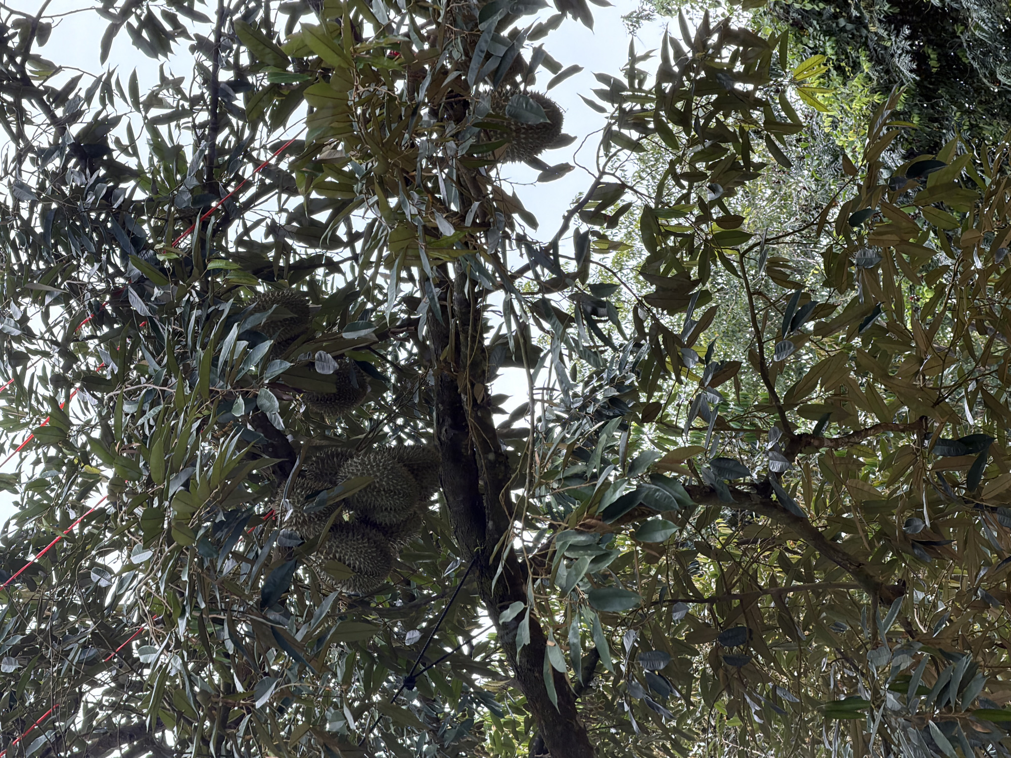 This is a close-up, vertical shot of a durian tree with several ripe durians hanging from its branches. The durians are round and spiky, with a light brown rind. They are clustered together, with some fruits hanging individually and others in small groups. The tree is full of dark green leaves, which are lush and healthy. Red ribbons are tied to some of the branches, possibly to mark the fruits or for decorative purposes. The background is a pale sky, suggesting an overcast day. The image is likely taken in Baan Tai, Thailand, a region known for its durian cultivation.